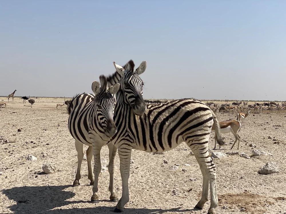 Идеальный тур по Намибии: пустыни, океан, животные