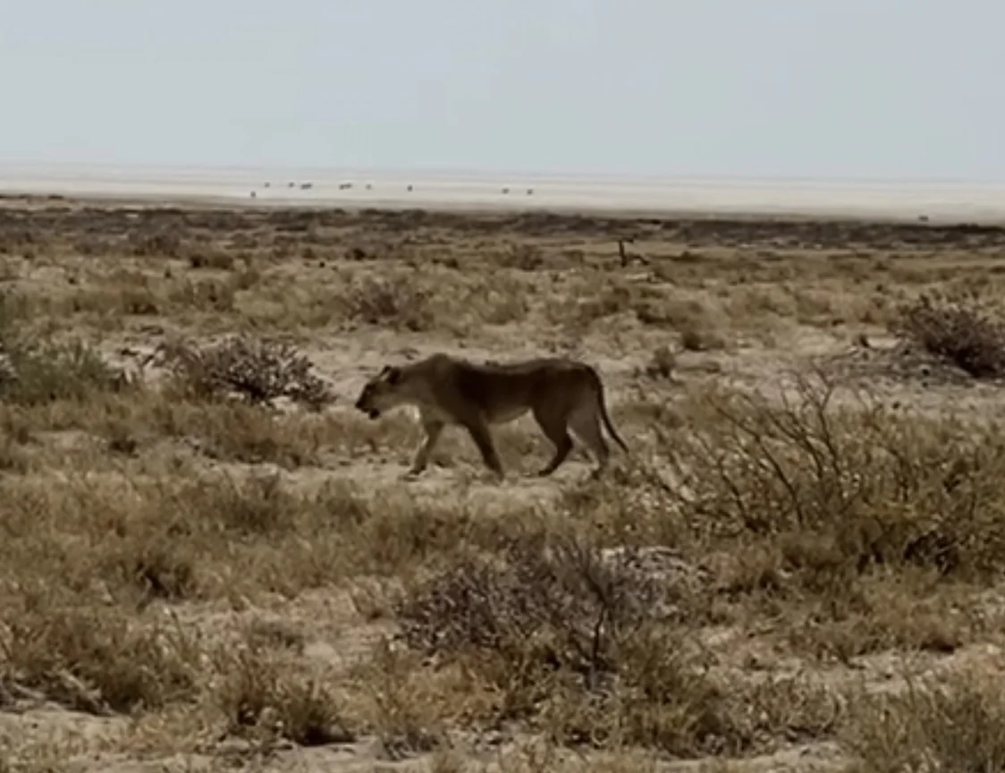 Идеальный тур по Намибии: пустыни, океан, животные