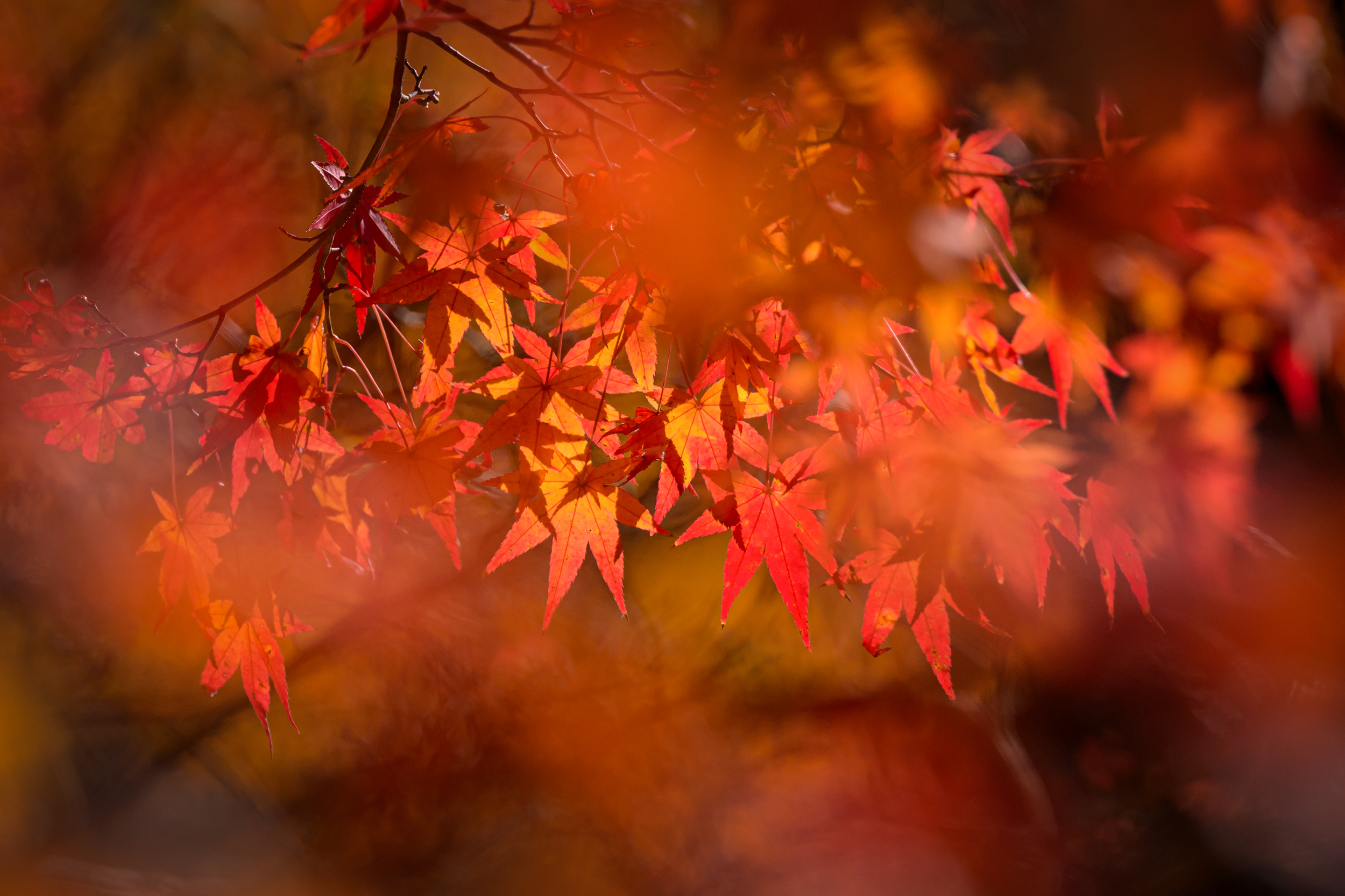 Красные клены и императорские дворцы (34/60)