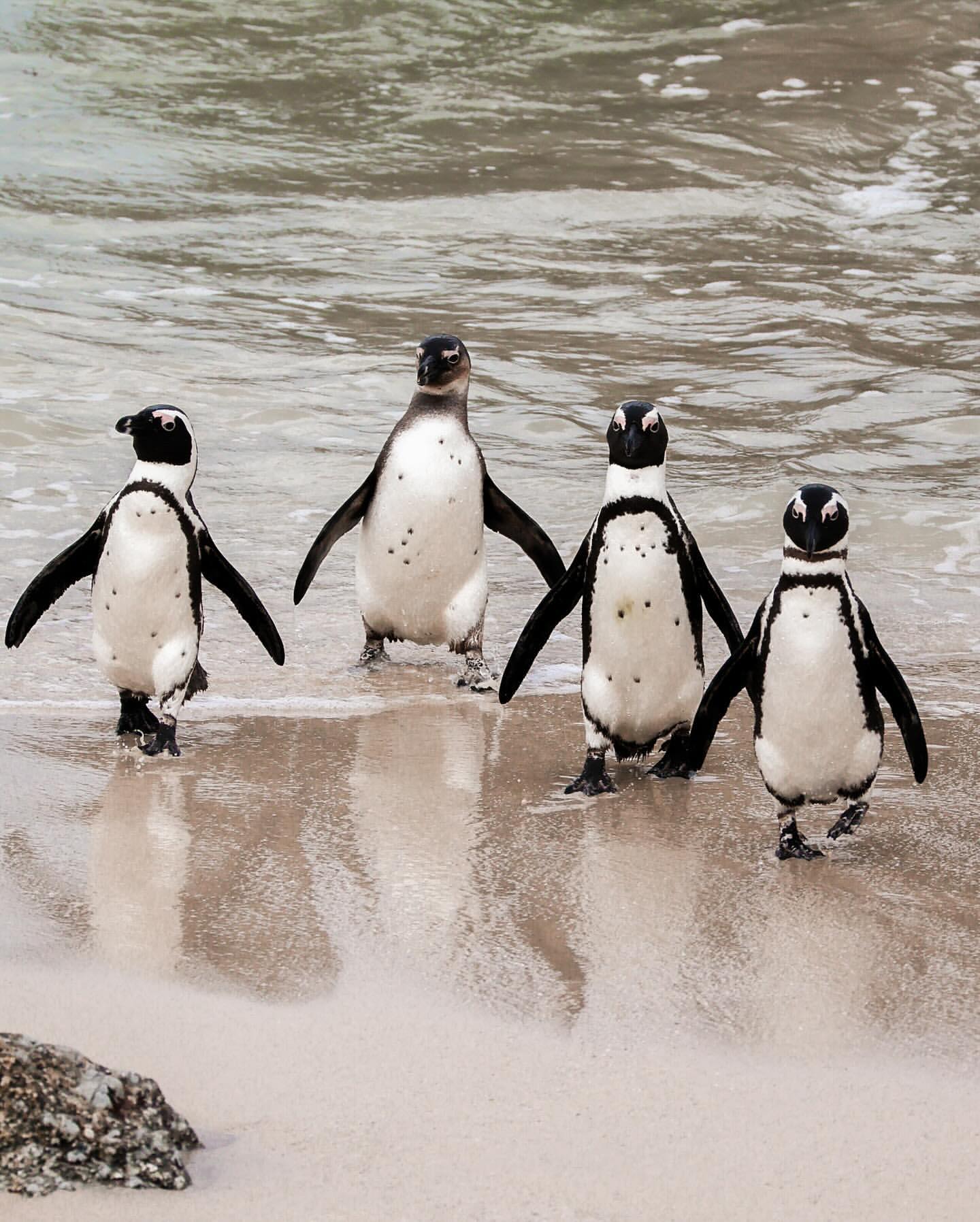 Киты в Юар - продуманный тур с авиабилетами без хаоса и рисков (8/42)