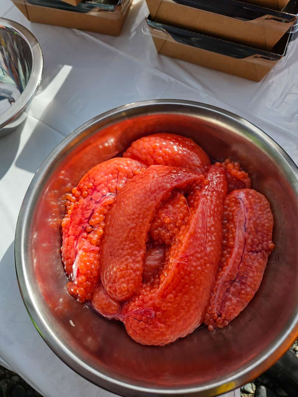 Легендарные Маршруты Камчатки (40/91)