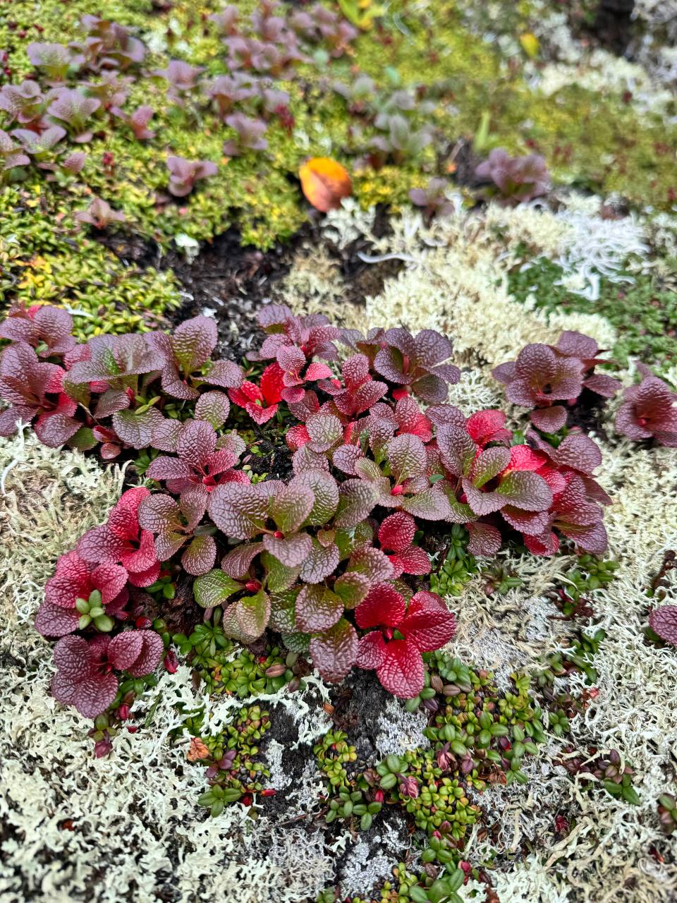 Земля Камчатка. Вулканы, киты, медведи, термальные источники. Джип-тур 2026 (57/86)