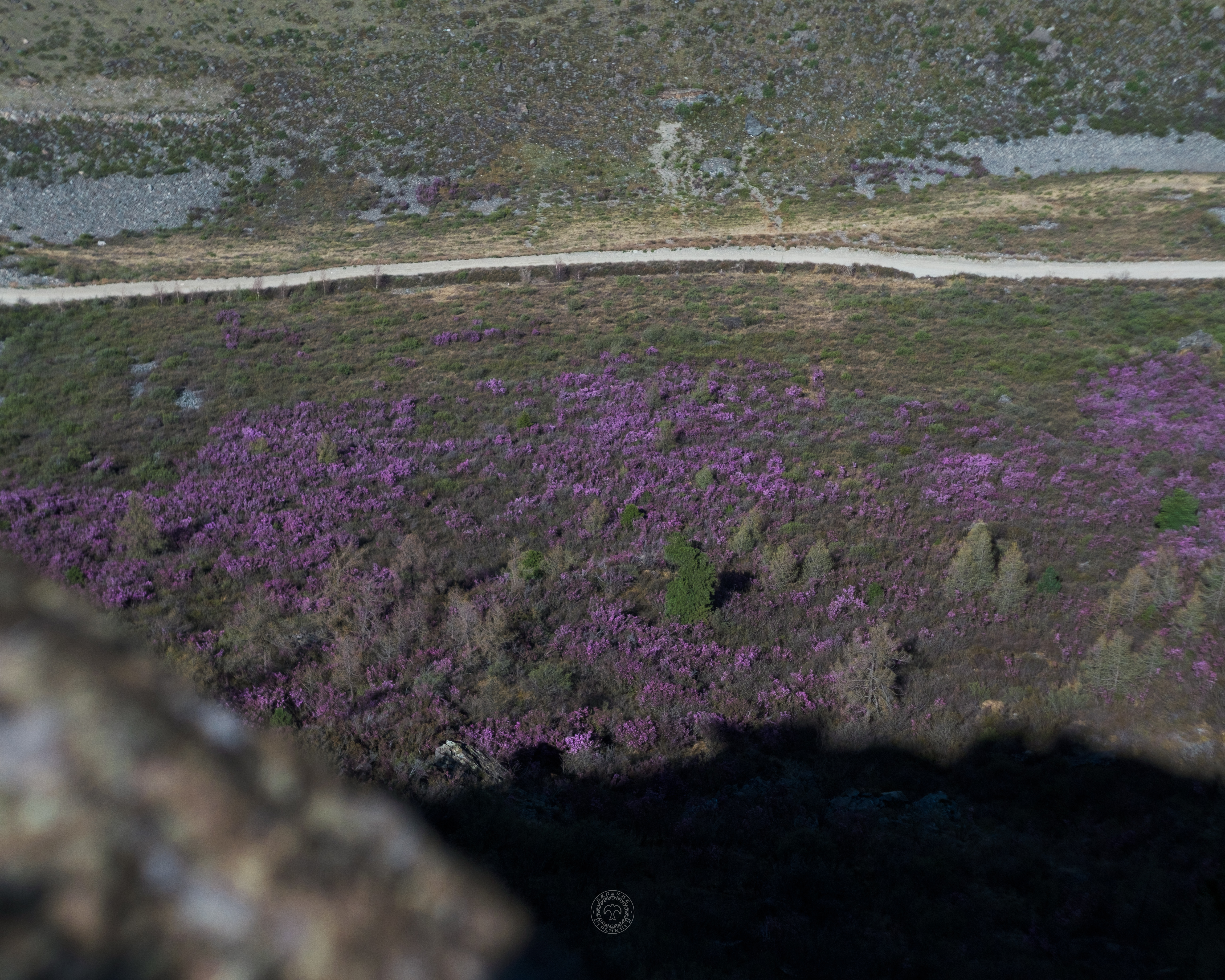 Весенний Маральник на Алтае (36/41)