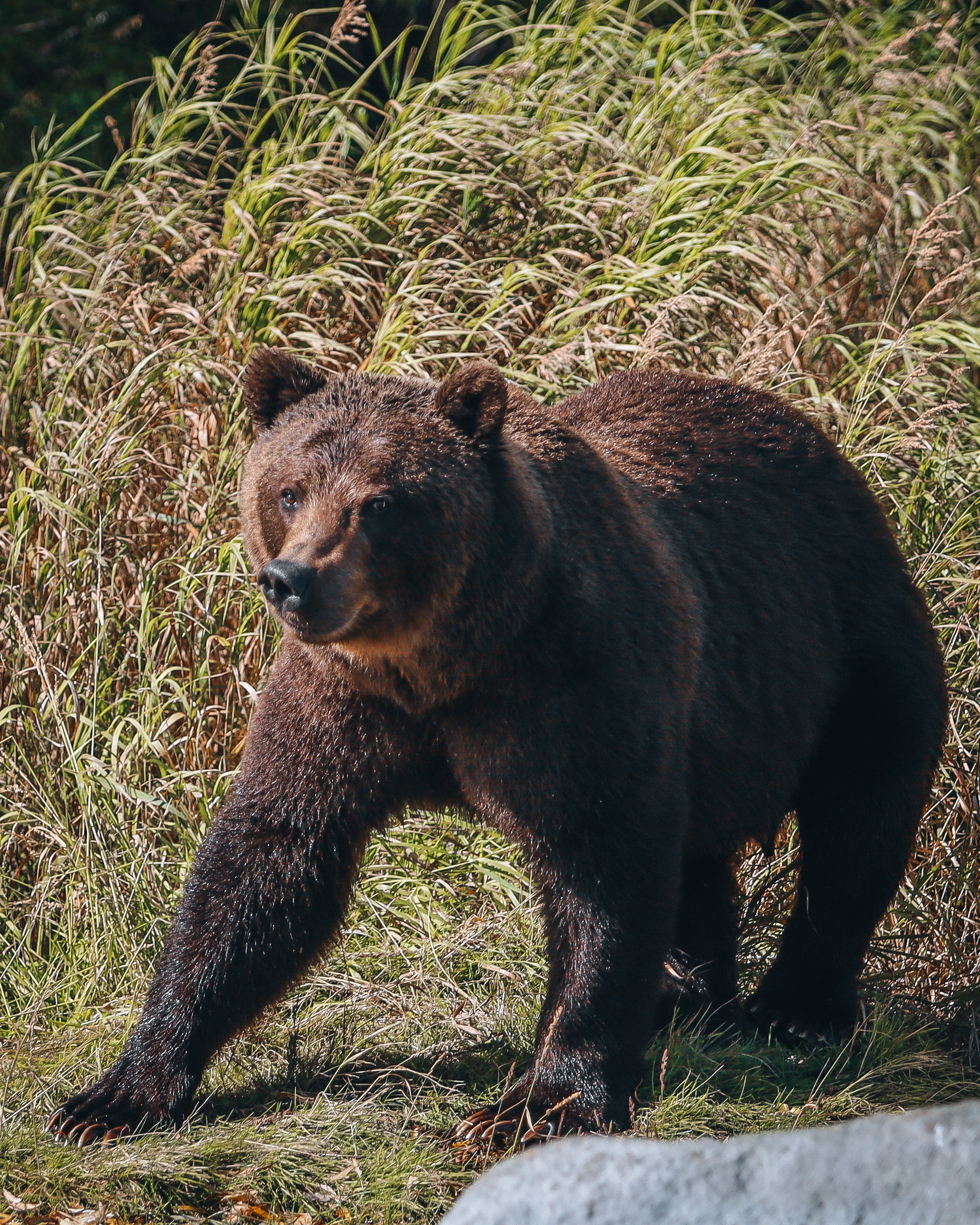 Земля Камчатка. Вулканы, киты, медведи, термальные источники. Джип-тур 2026 (45/86)