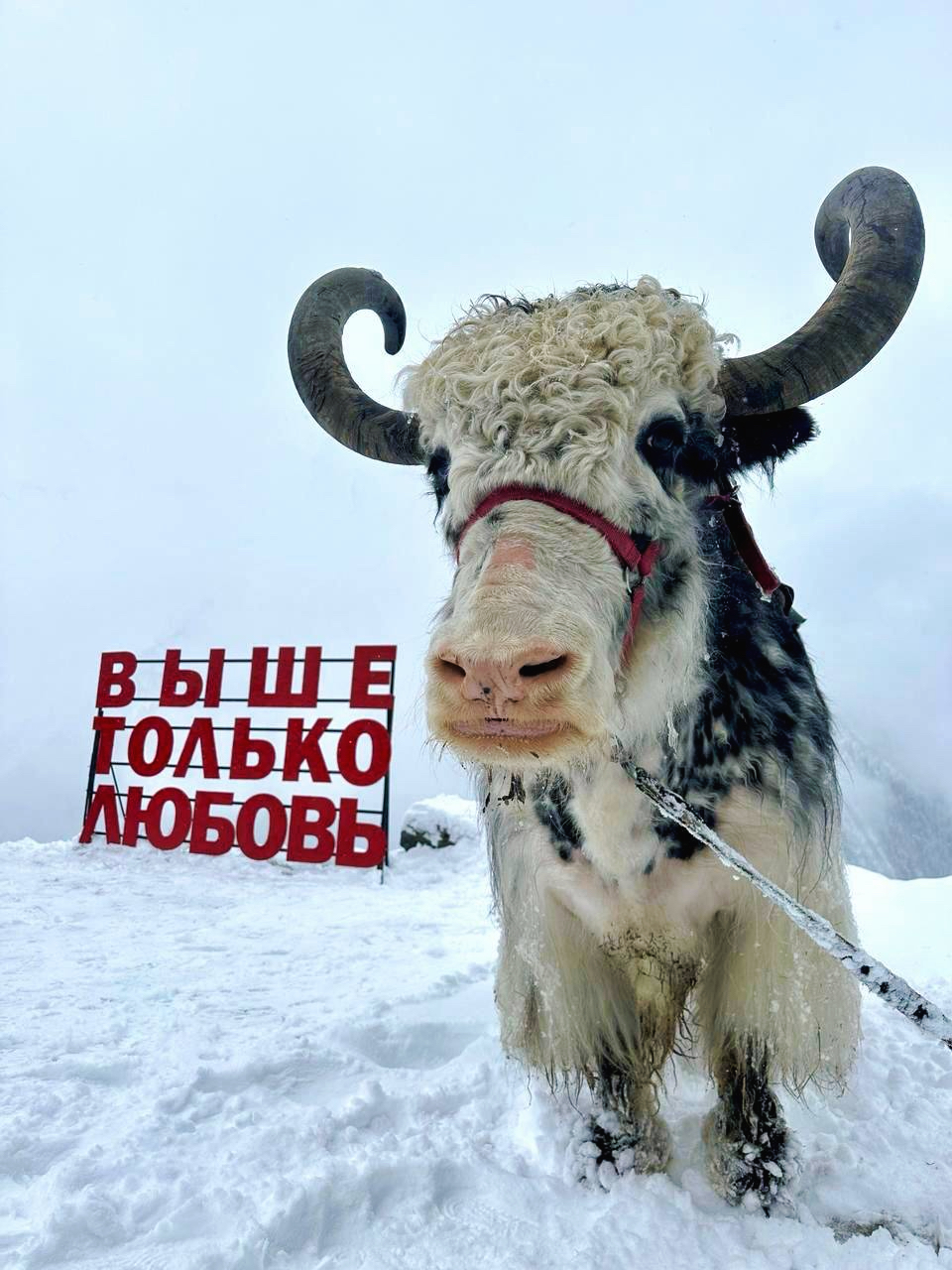Джип-тур в мини-группе на Домбай (12/17)