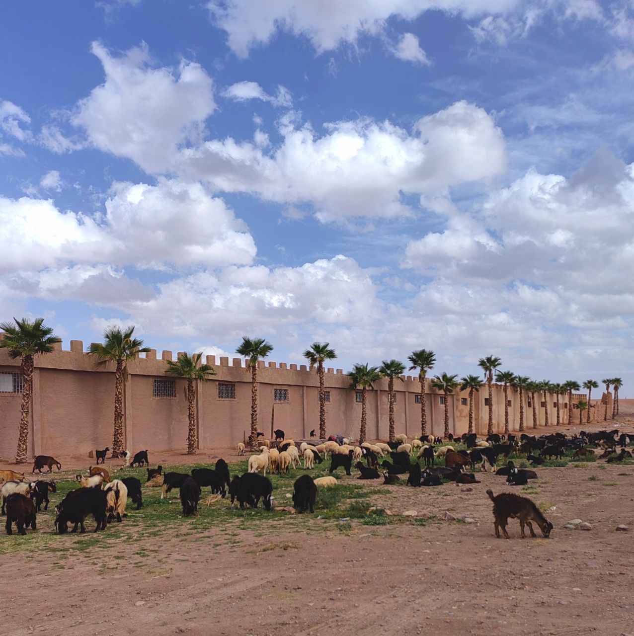 Сказочное Марокко (32/58)