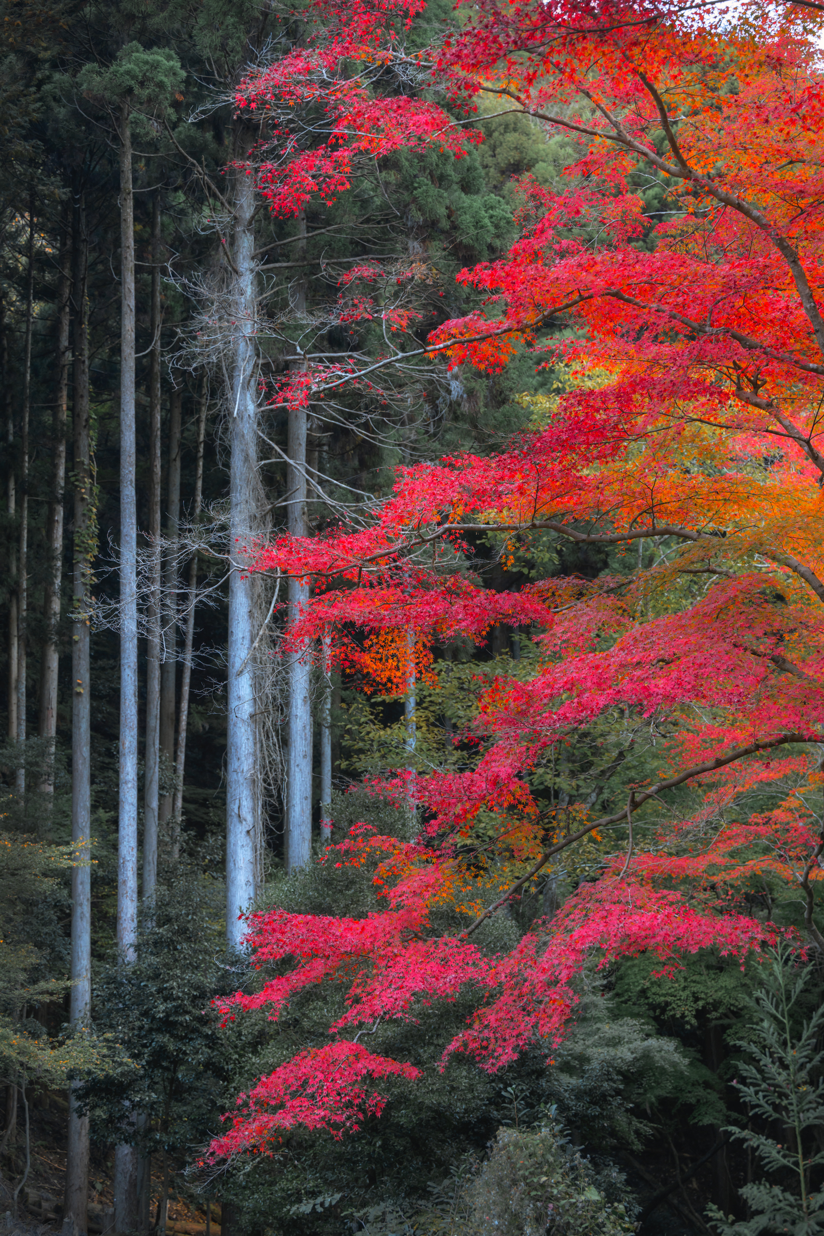 Красные клены в стране самураев (17/40)