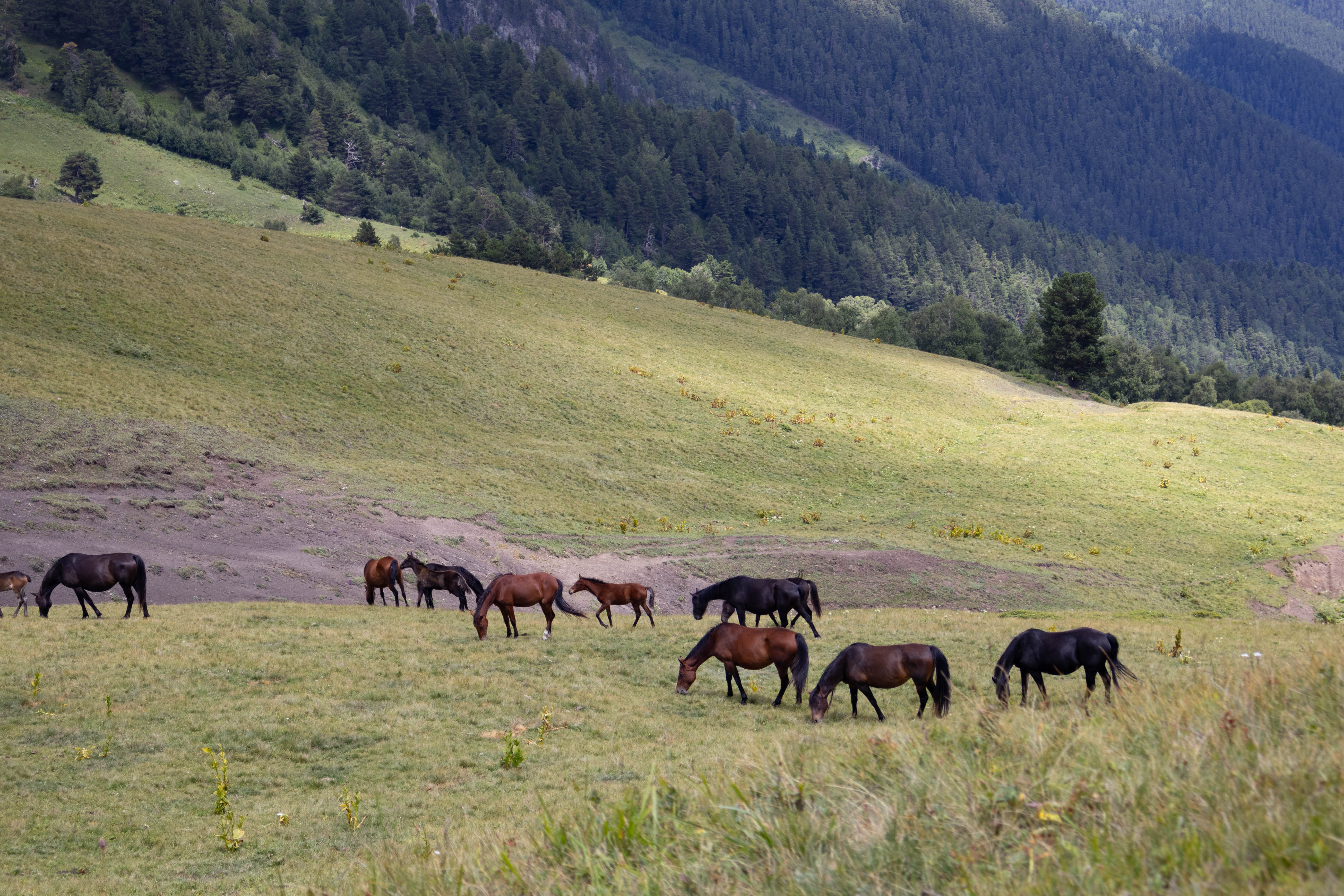 Кругозор Абишира-Ахуба