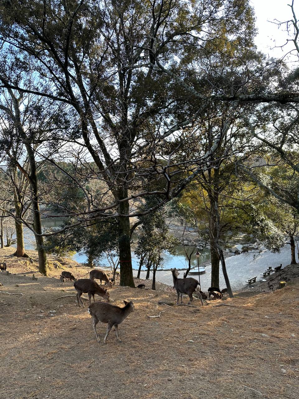 Новогодняя Япония (30/49)