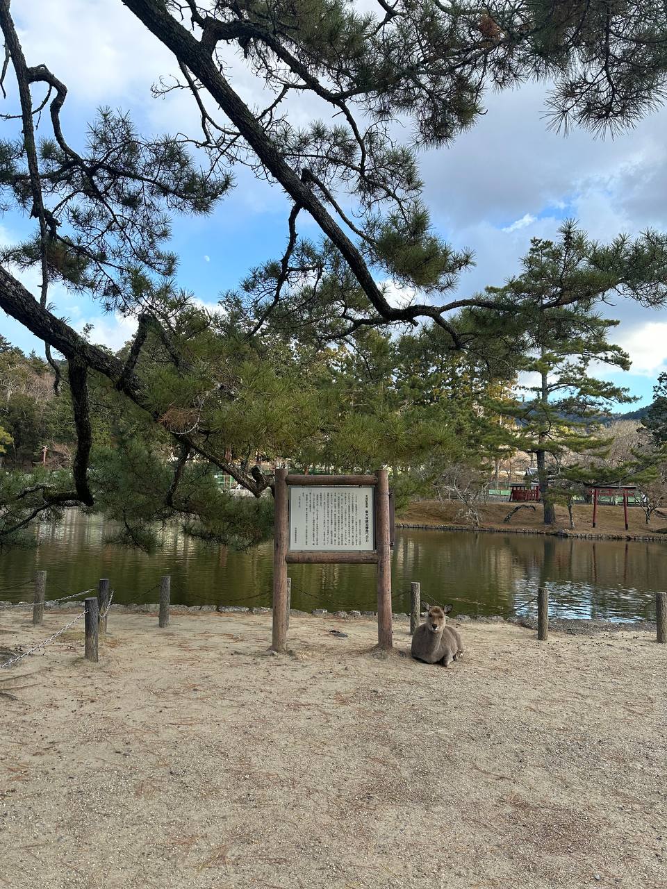 Новогодняя Япония (27/49)