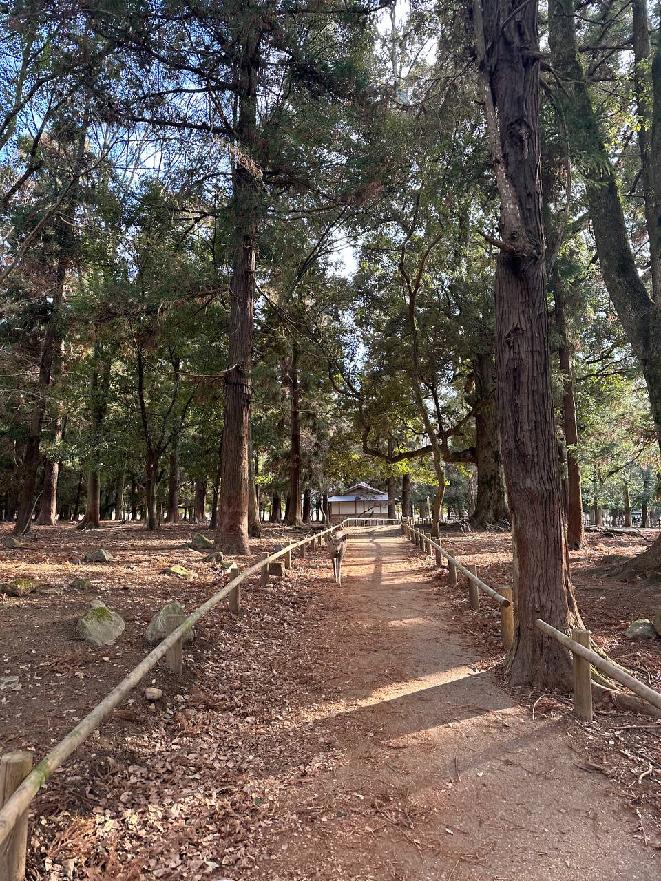 Новогодняя Япония (29/49)