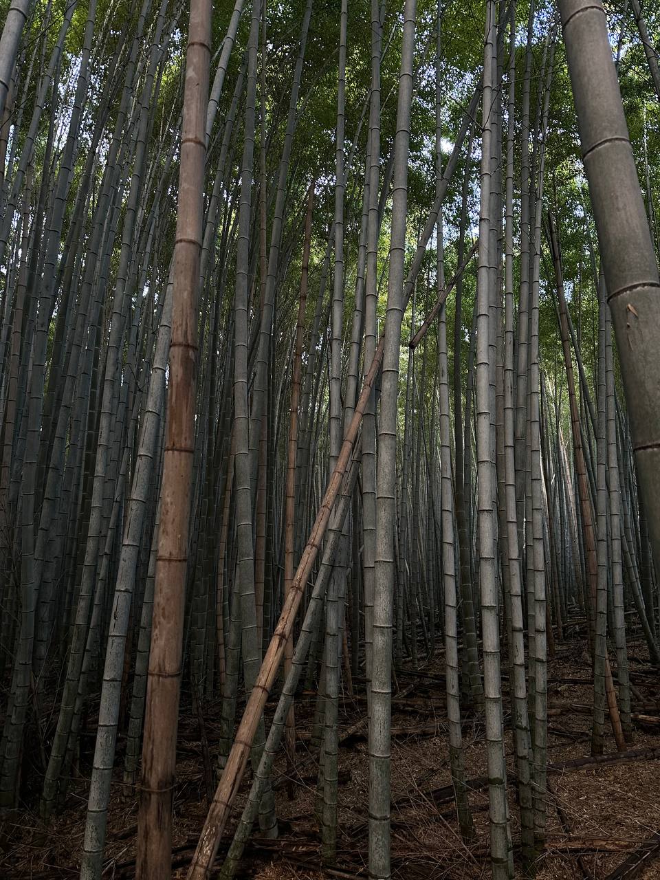 Новогодняя Япония (26/49)