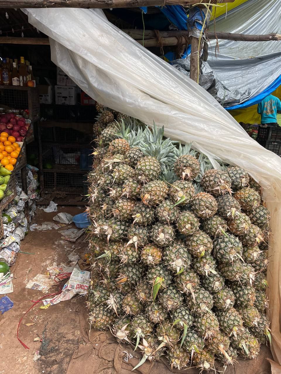 Волшебная Индия с Гоа (124/170)