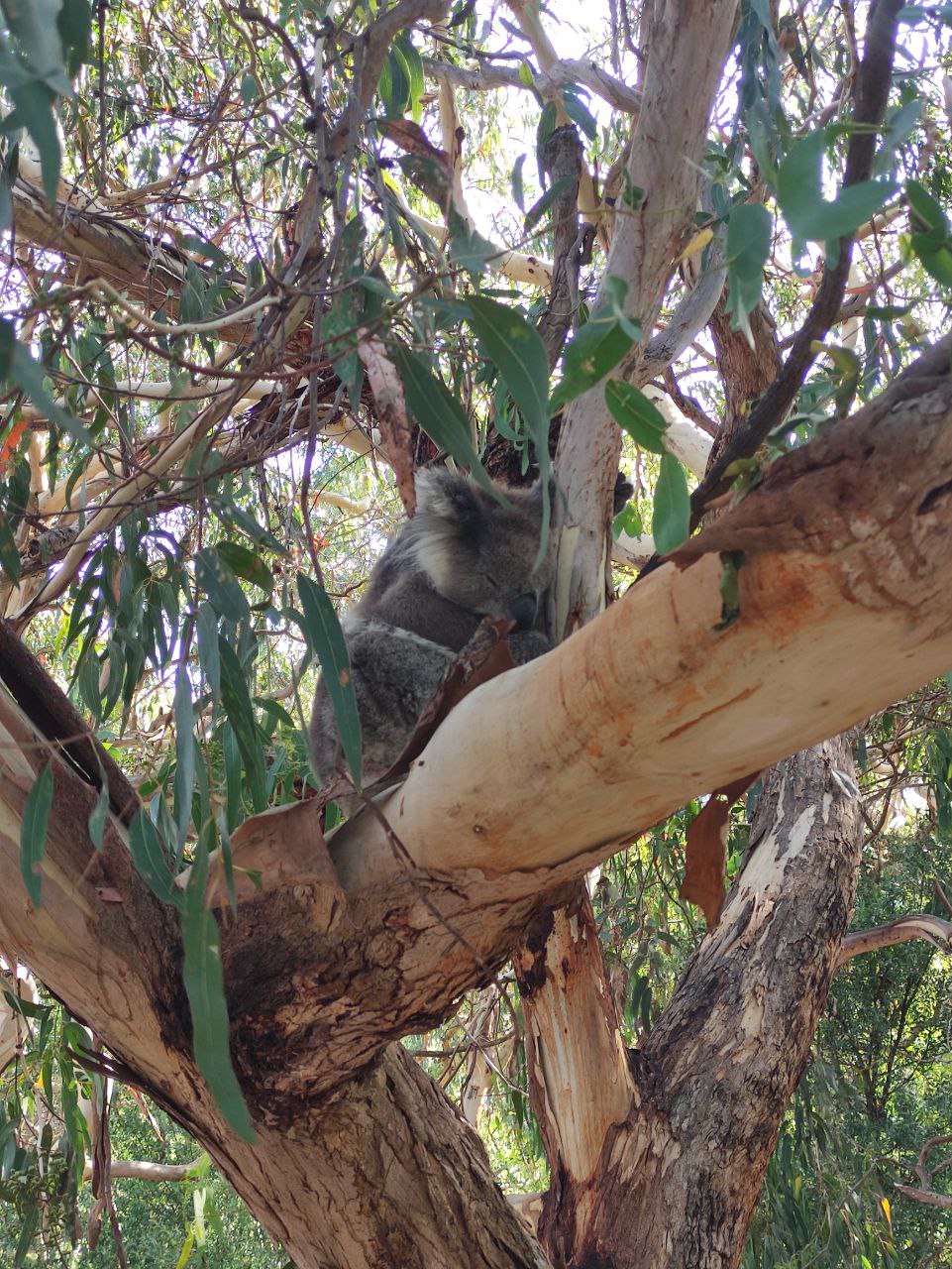 Австралия и Тасмания (36/41)