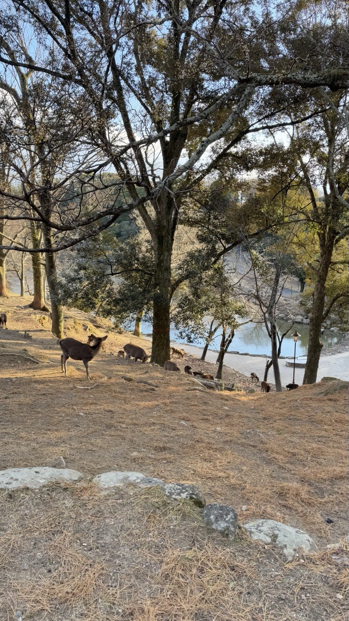 Новогодняя Япония (28/49)