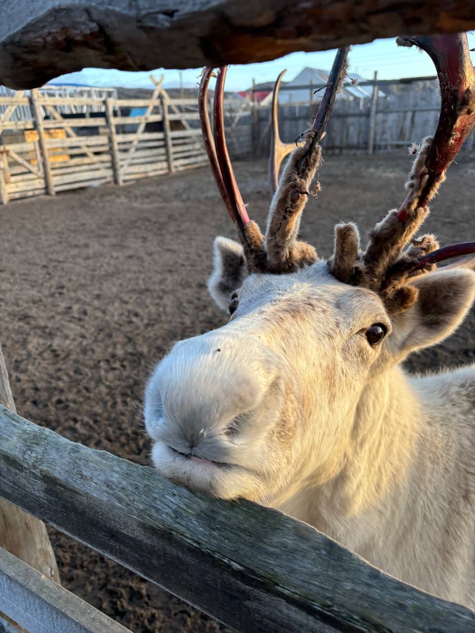 Териберка: место, где северный край встречается с теплом сердца. (2/11)