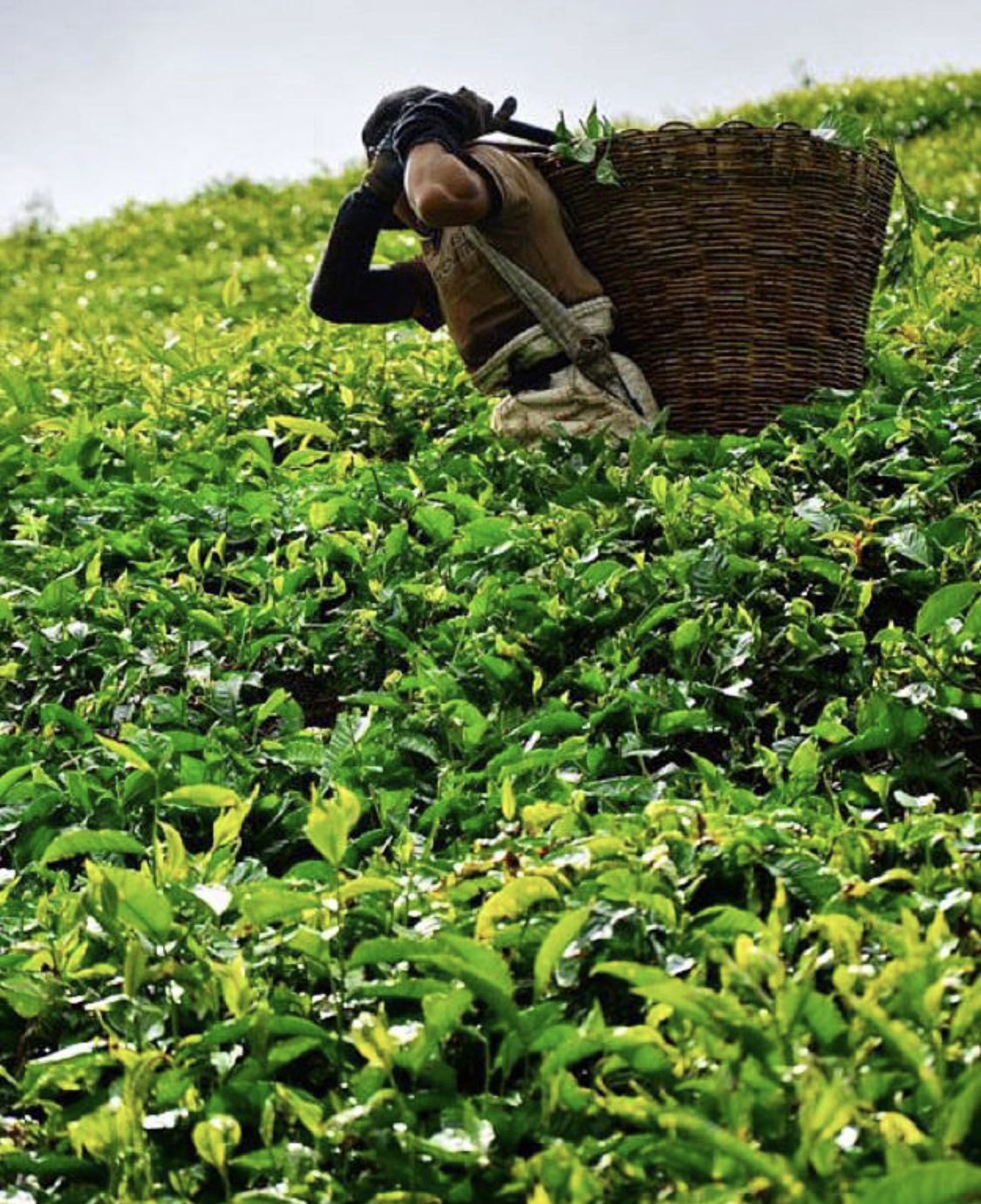 Малайзия: Куала-Лумпур, Малакка, Ай-Пох, Камерунский холмы, Пенанг, о. Лангкави. (15/46)