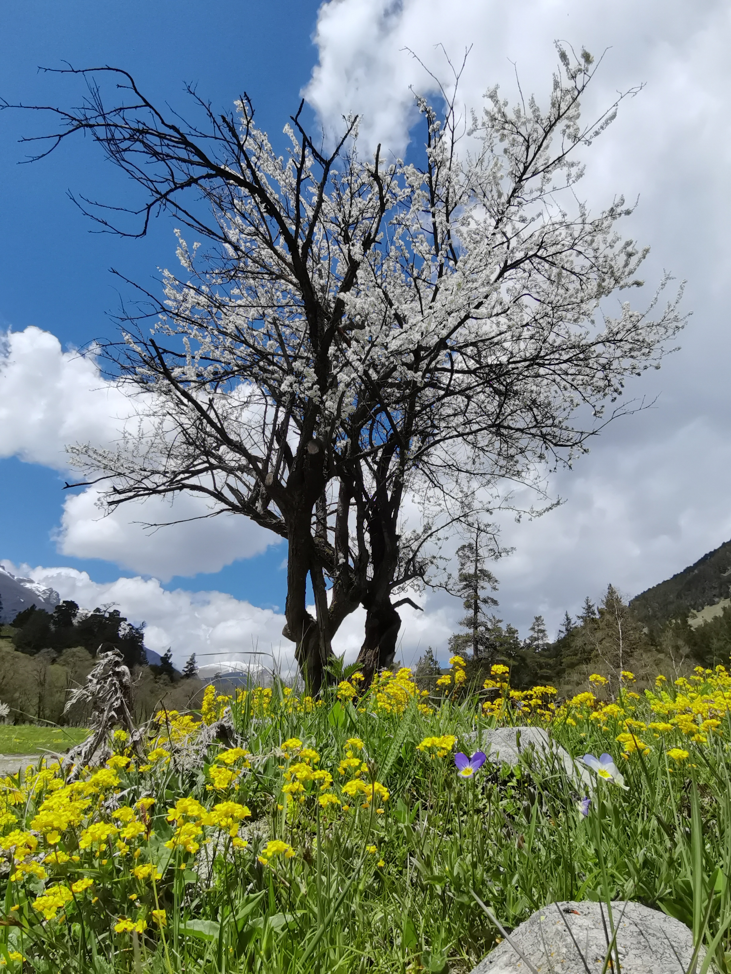 Весна на Кавказе (поход из Теберды в Архыз) (19/32)