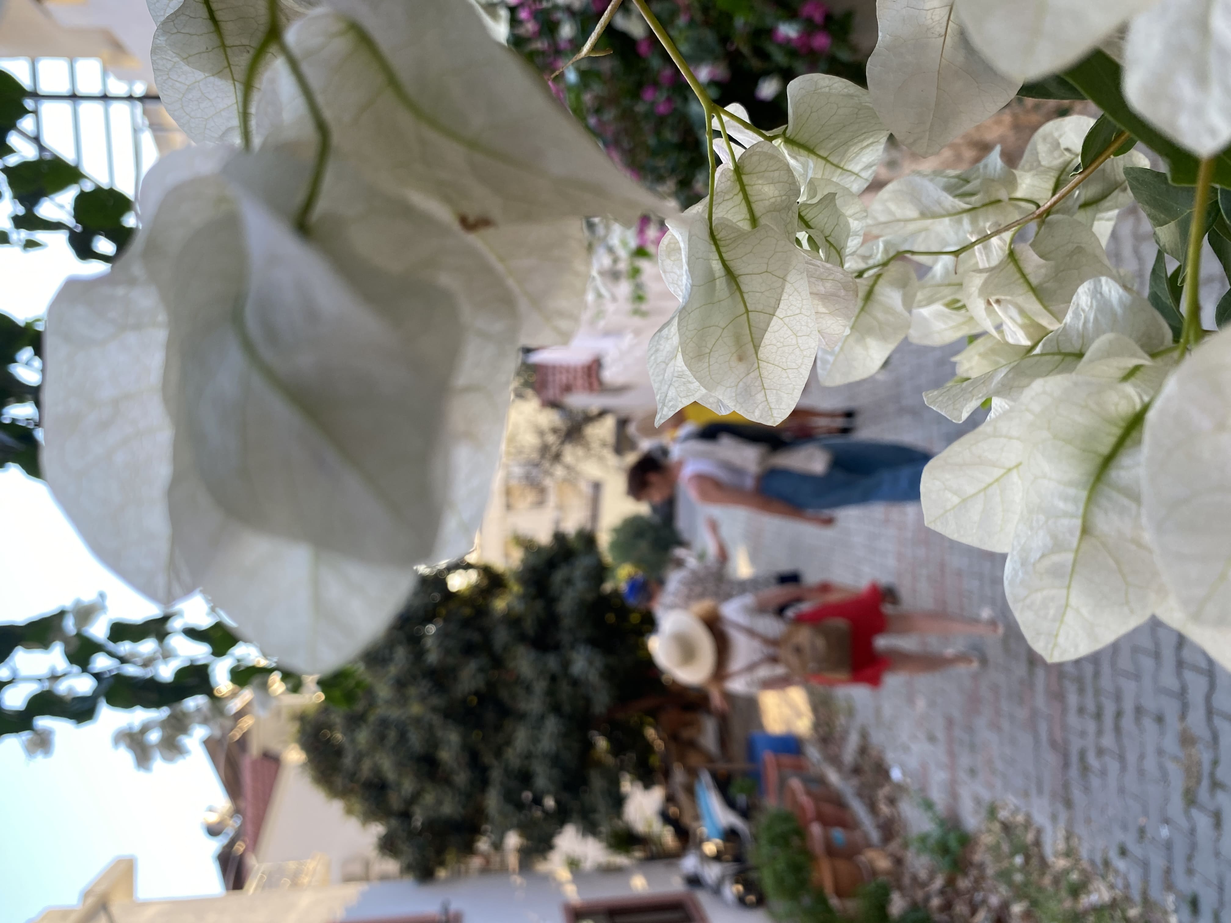 Турецкая Романтика: уютный Каш, деревня Чиралы, ликийская тропа, дюны Патары (39/57)