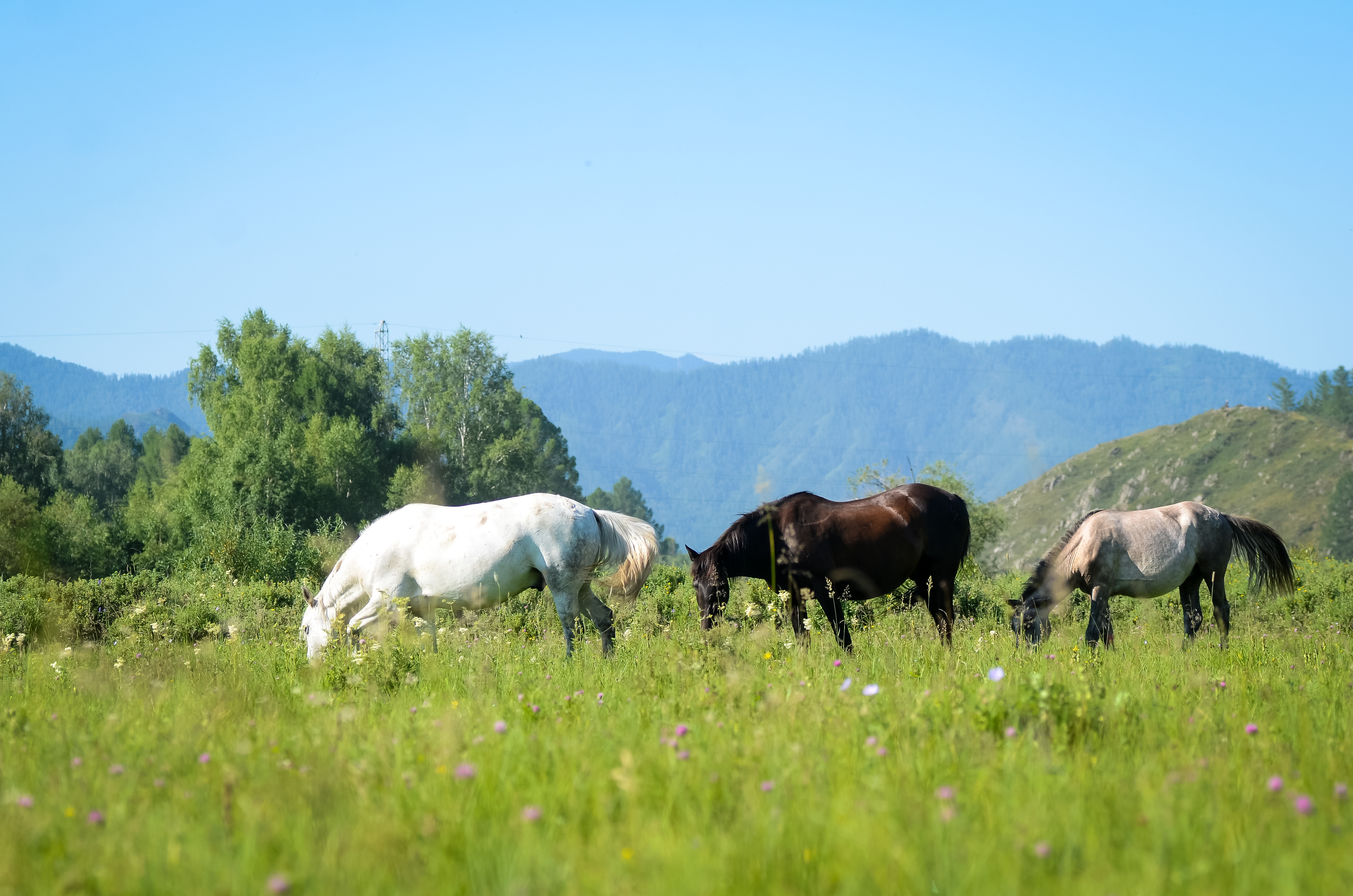 По берегу Катуни в мини-группе на 4 дня (6/19)