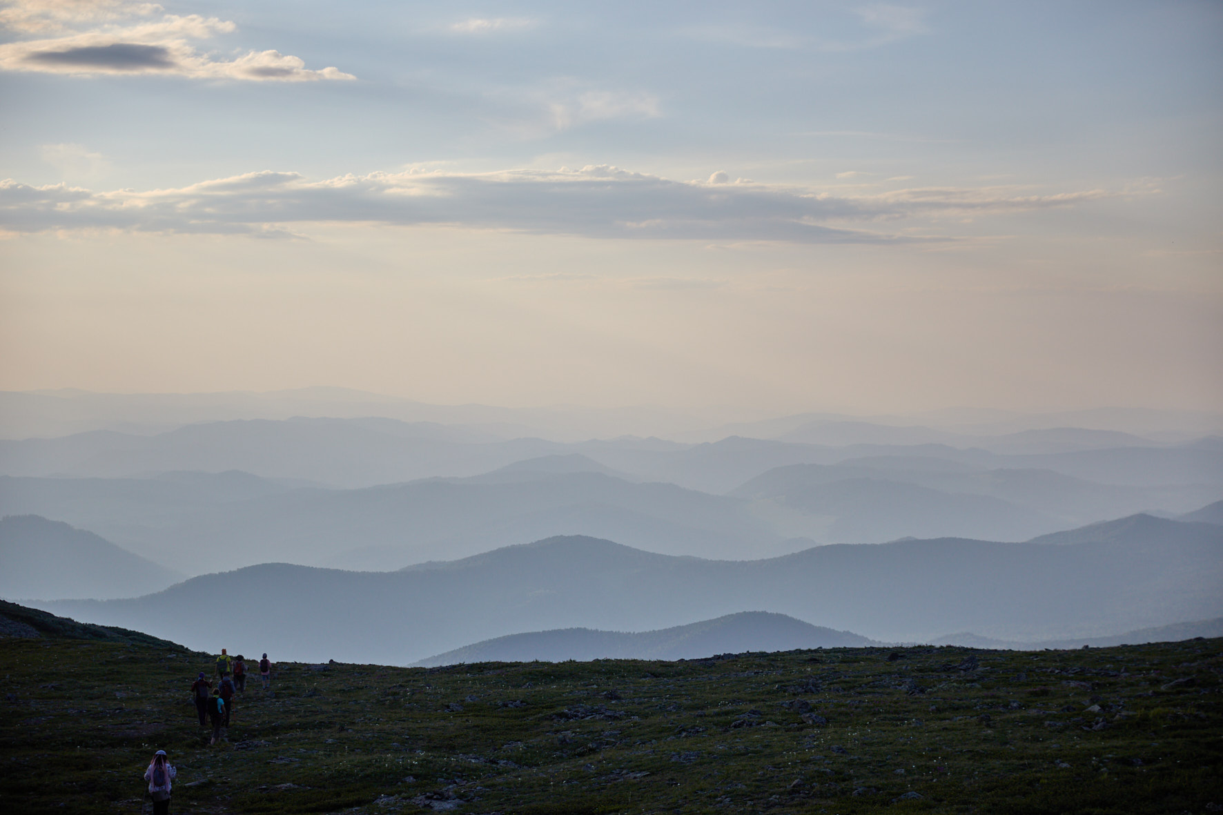 Алтайская сакура (8/17)