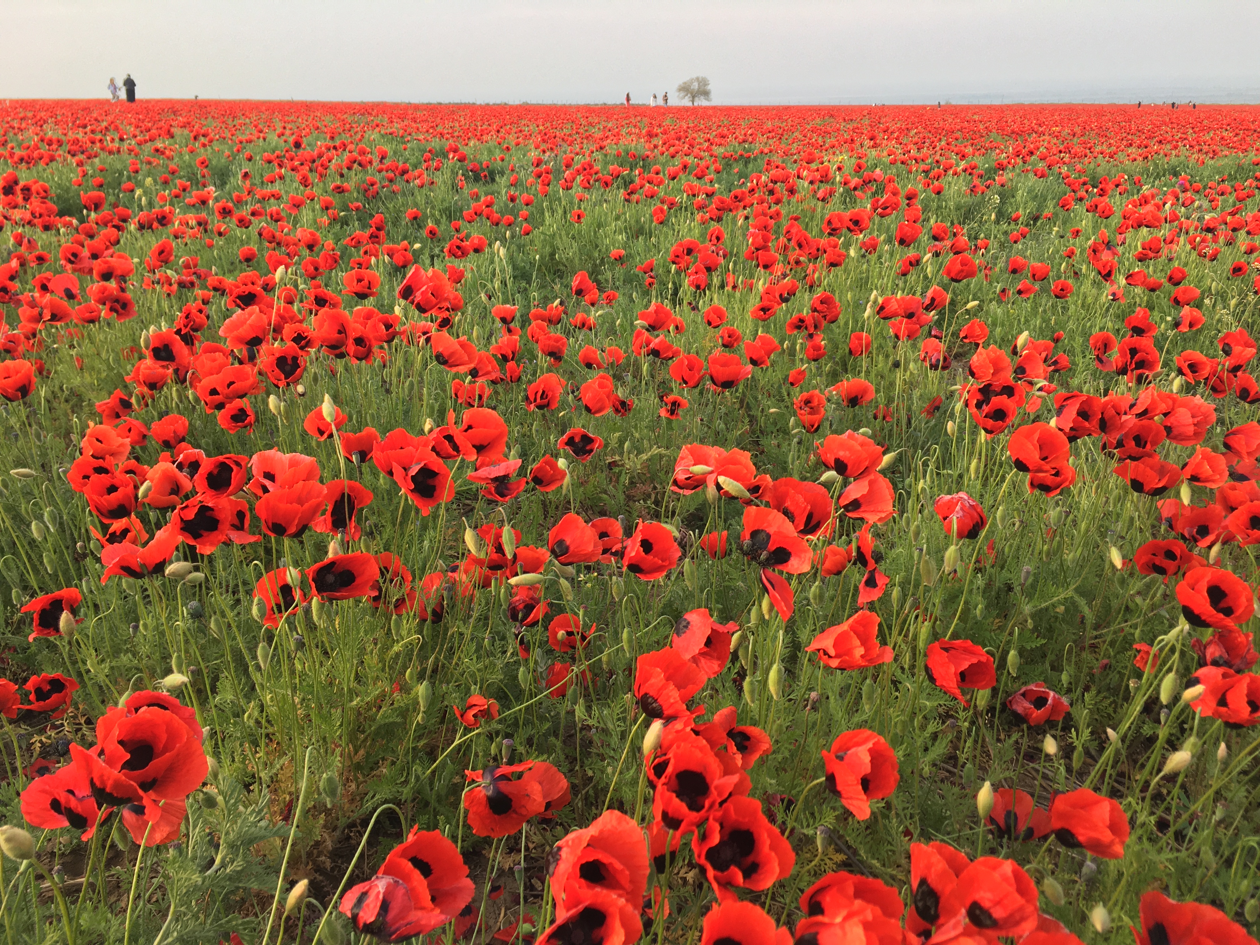 Страна гор (49/64)