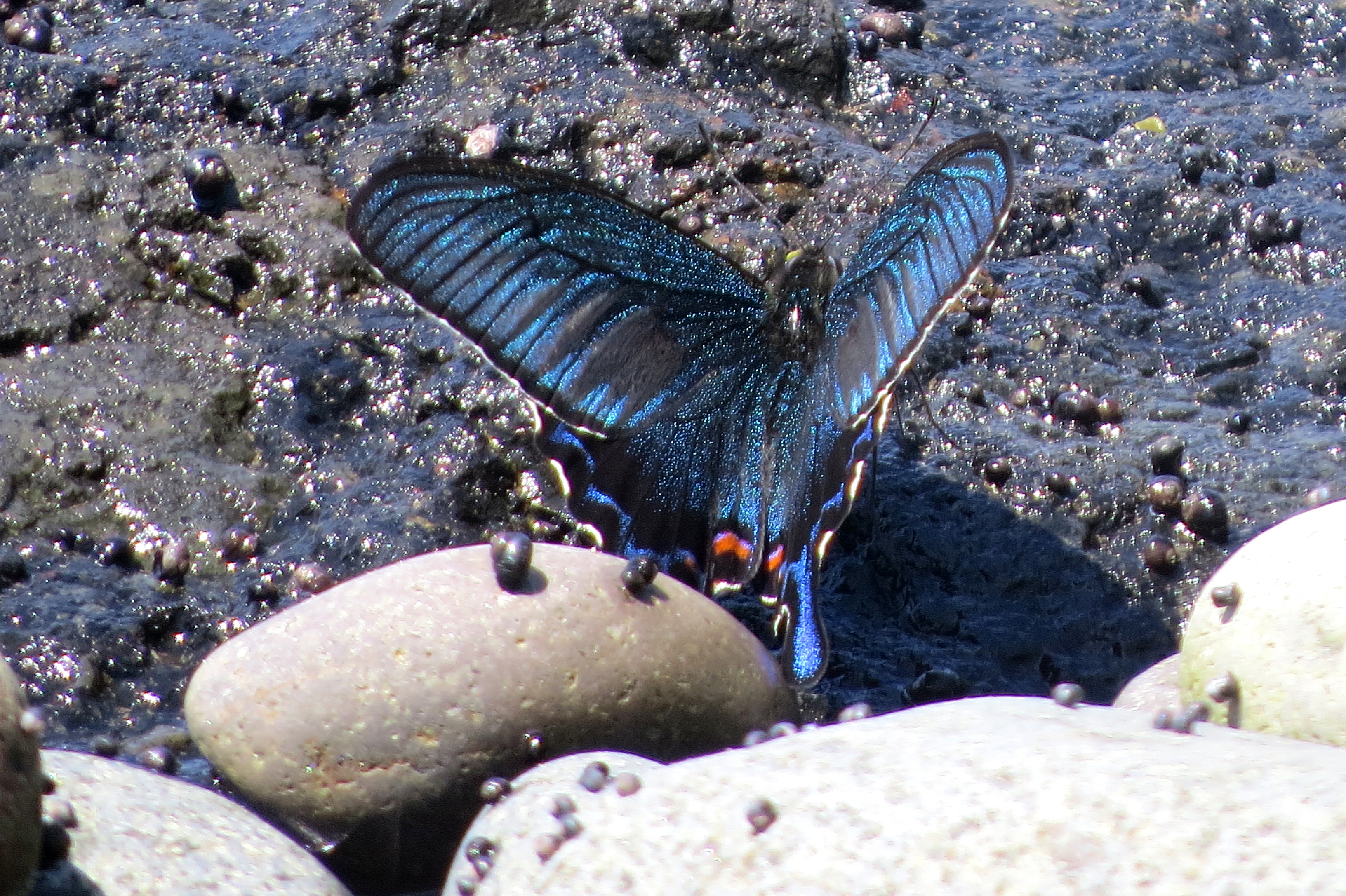 Цветущий Итуруп (13/61)