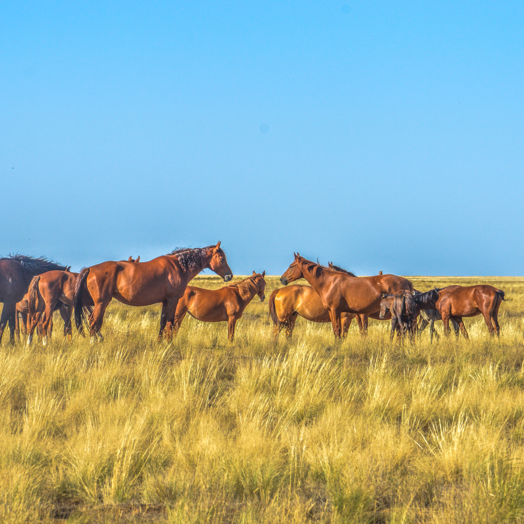 Тюльпаны Калмыкии: этнотур (34/49)