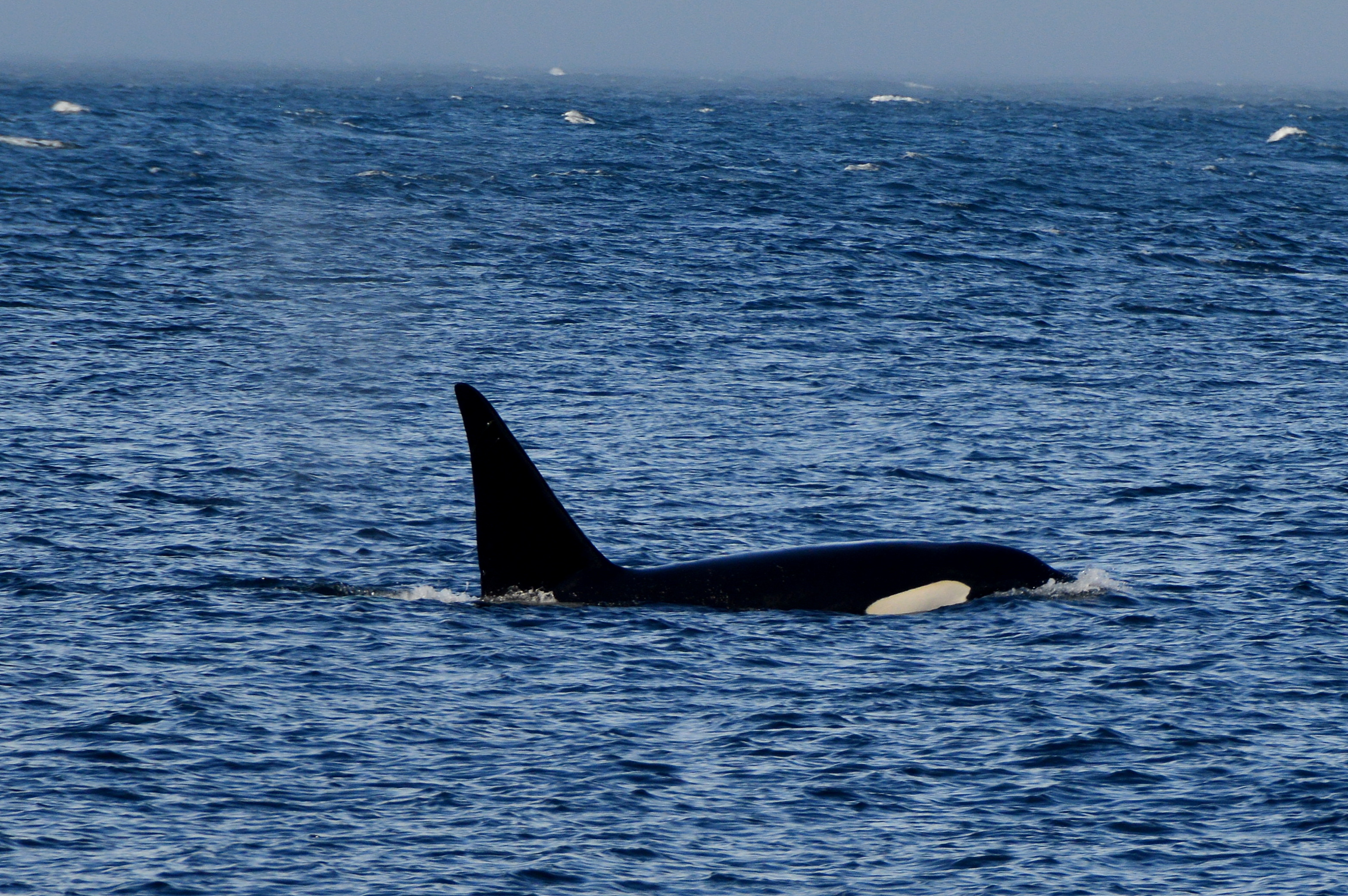 Цветущий Итуруп (8/61)