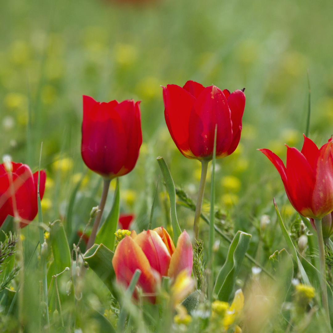 Тюльпаны Калмыкии: этнотур (2/49)