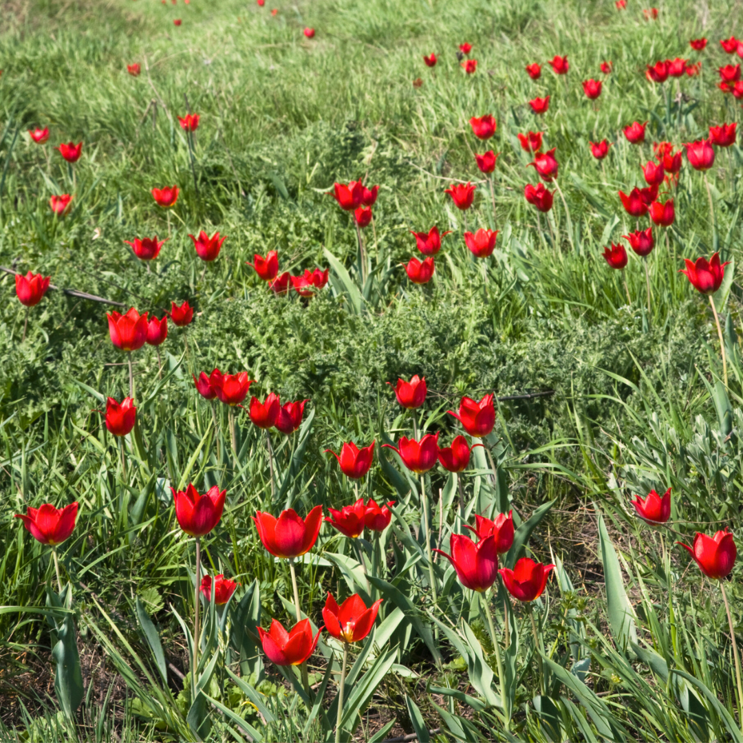 Тюльпаны Калмыкии: этнотур (37/49)