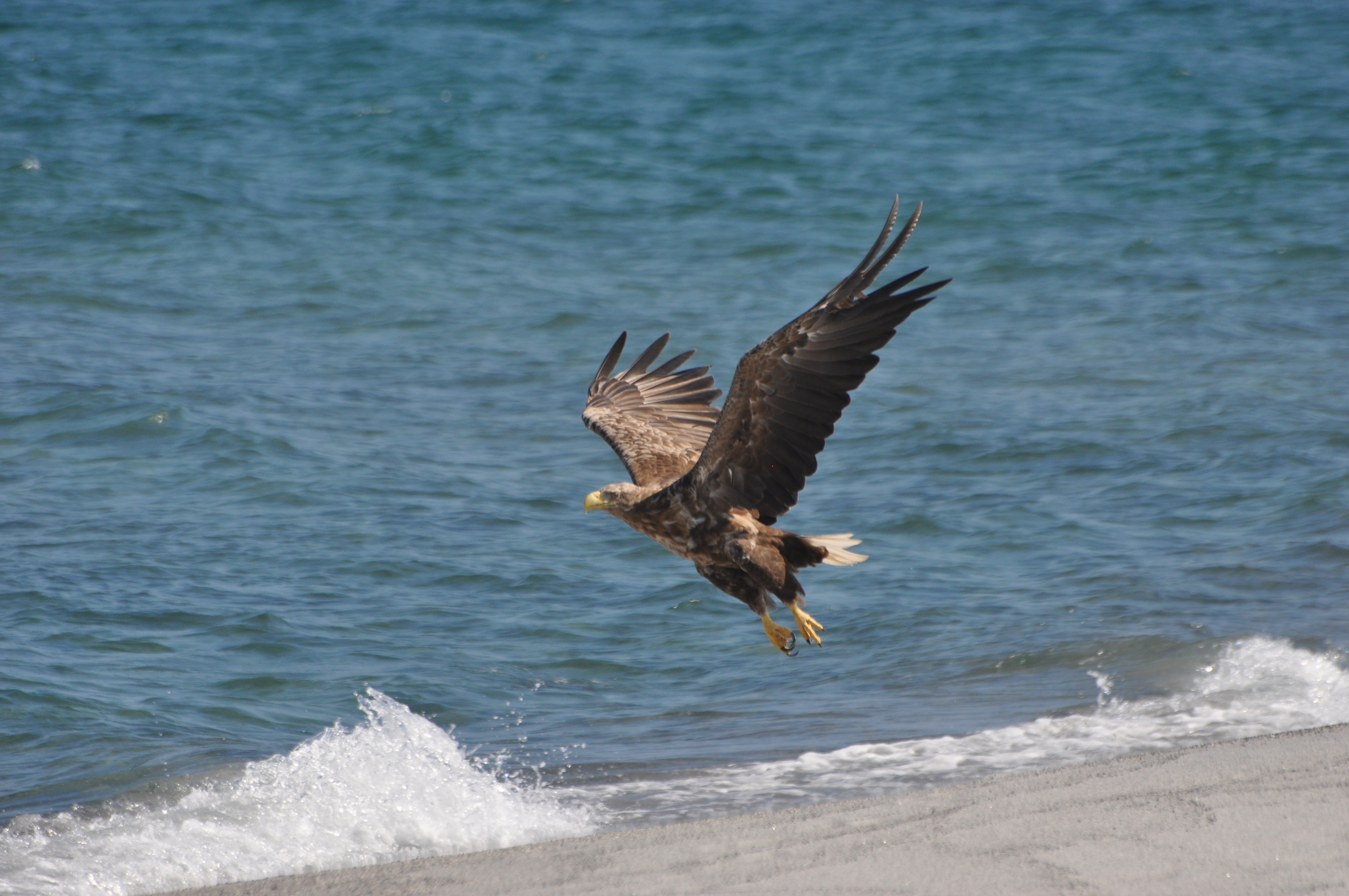 Цветущий Итуруп (17/61)