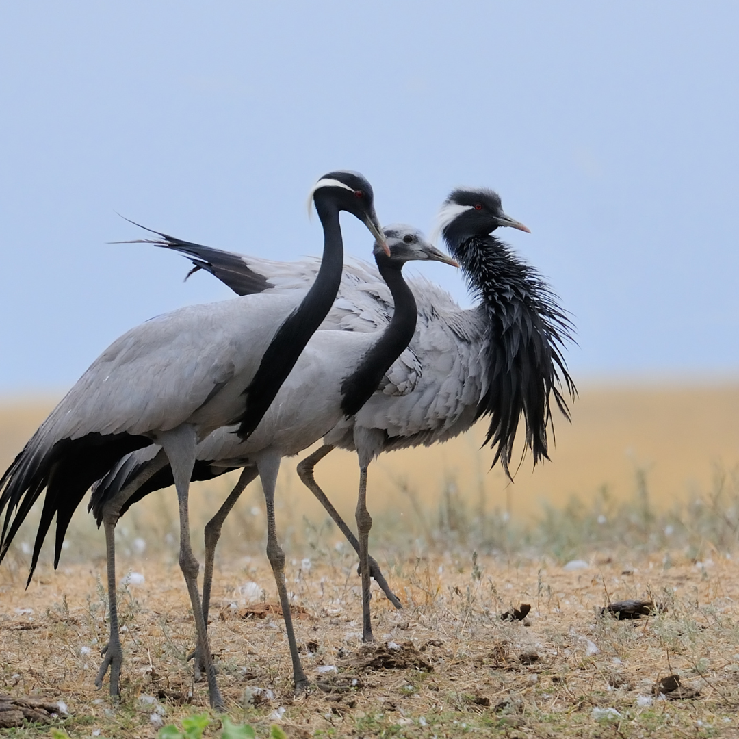 Тюльпаны Калмыкии: этнотур (31/49)