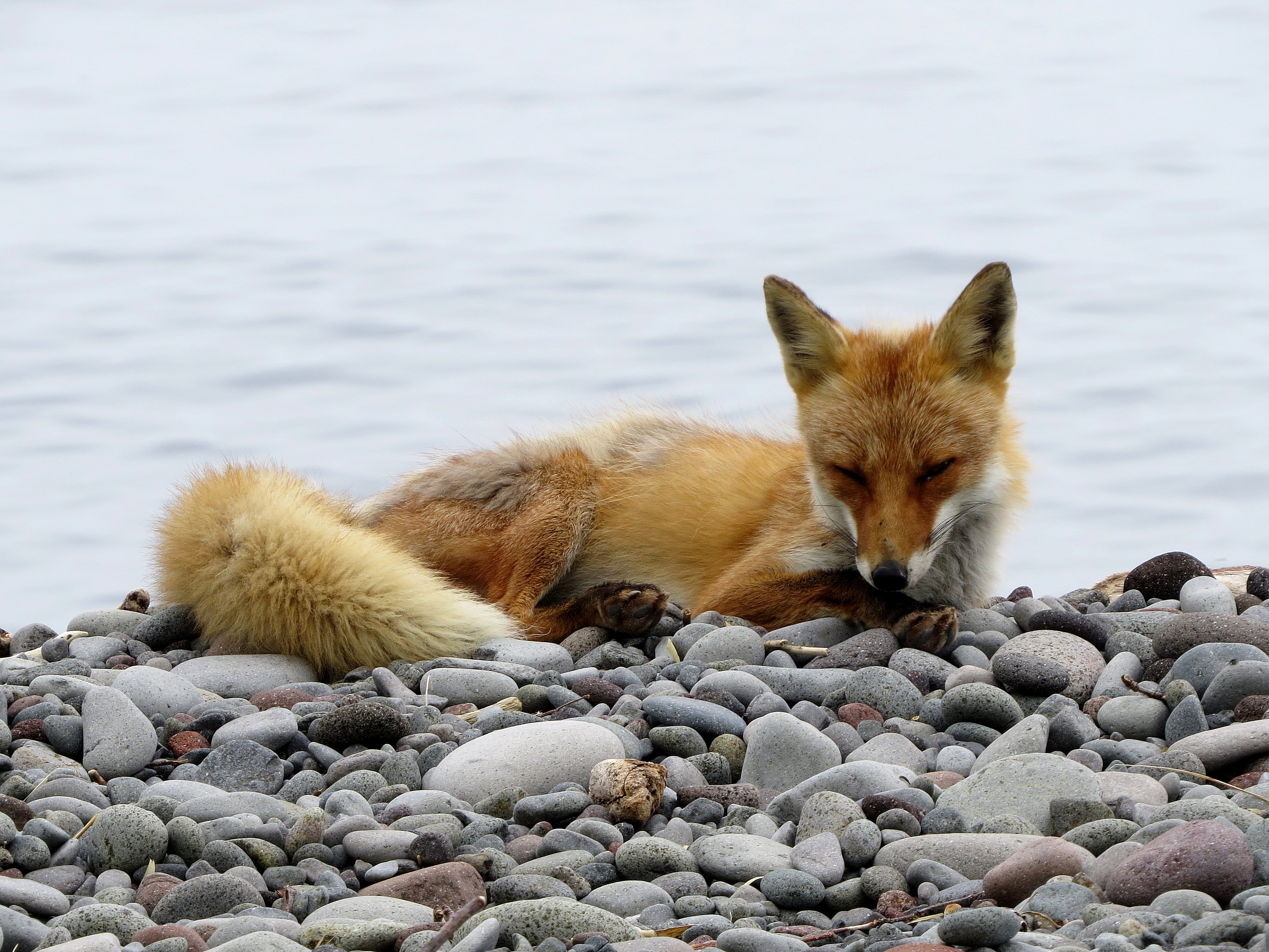 Цветущий Итуруп (30/61)
