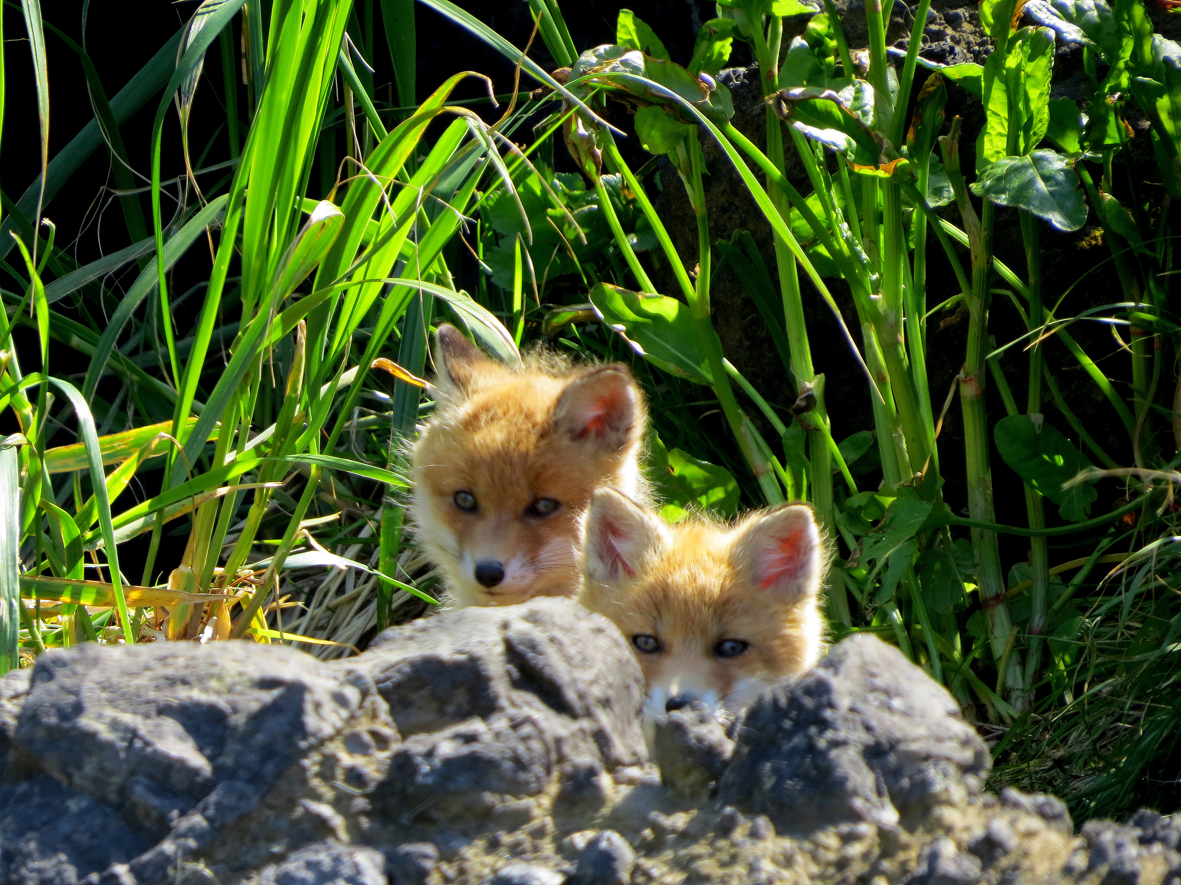 Цветущий Итуруп (6/61)