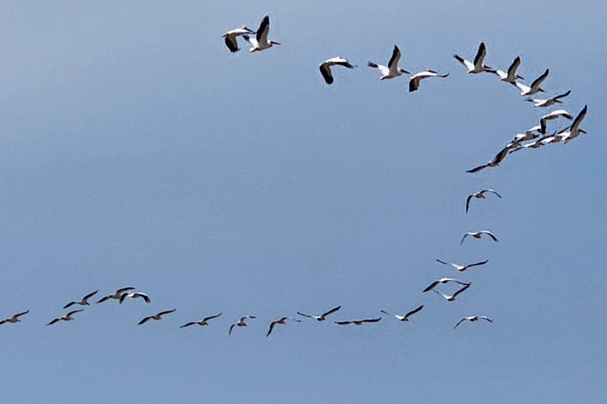 Тюльпаны Калмыкии: этнотур (25/49)