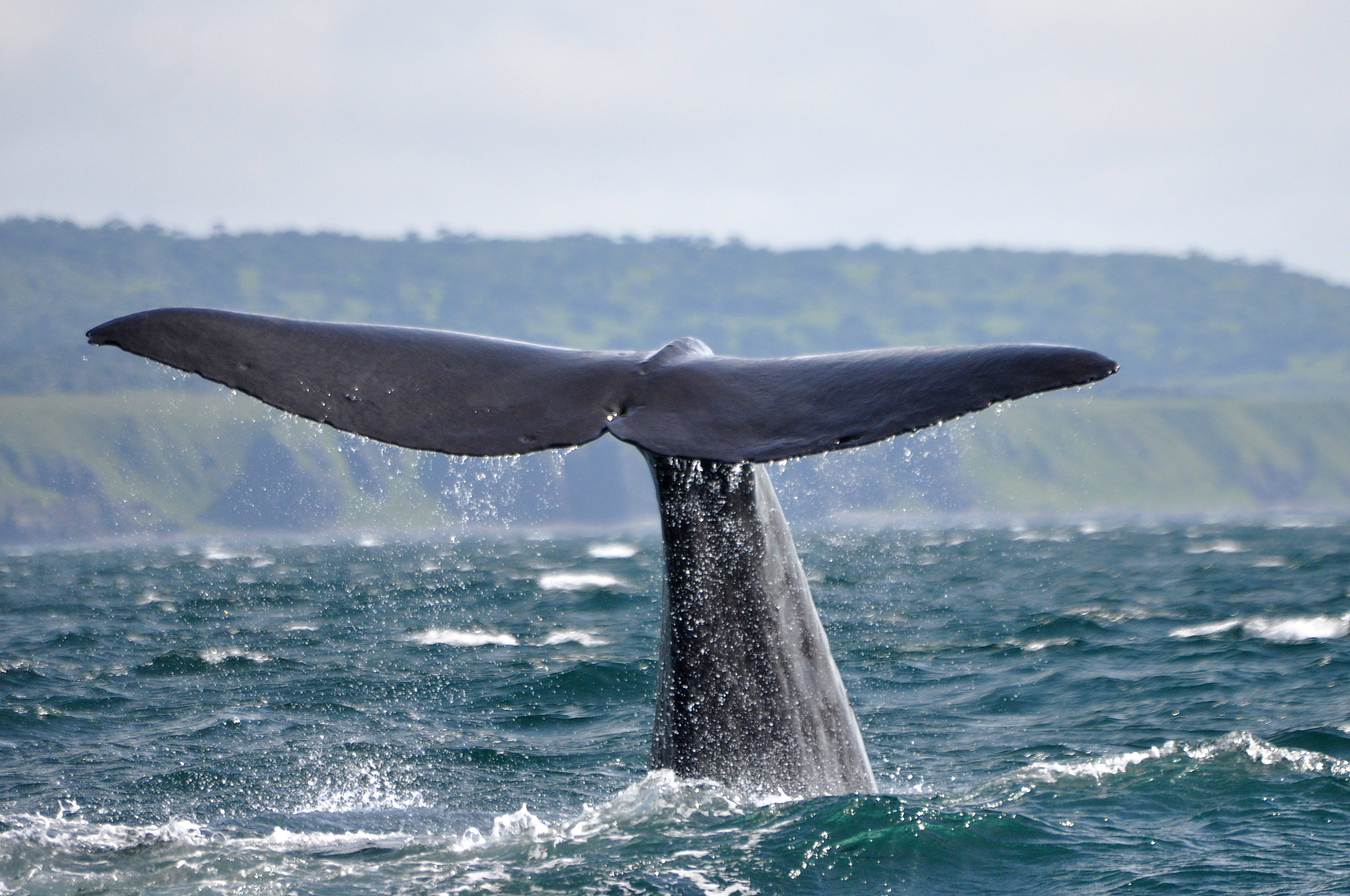 Цветущий Итуруп (3/61)