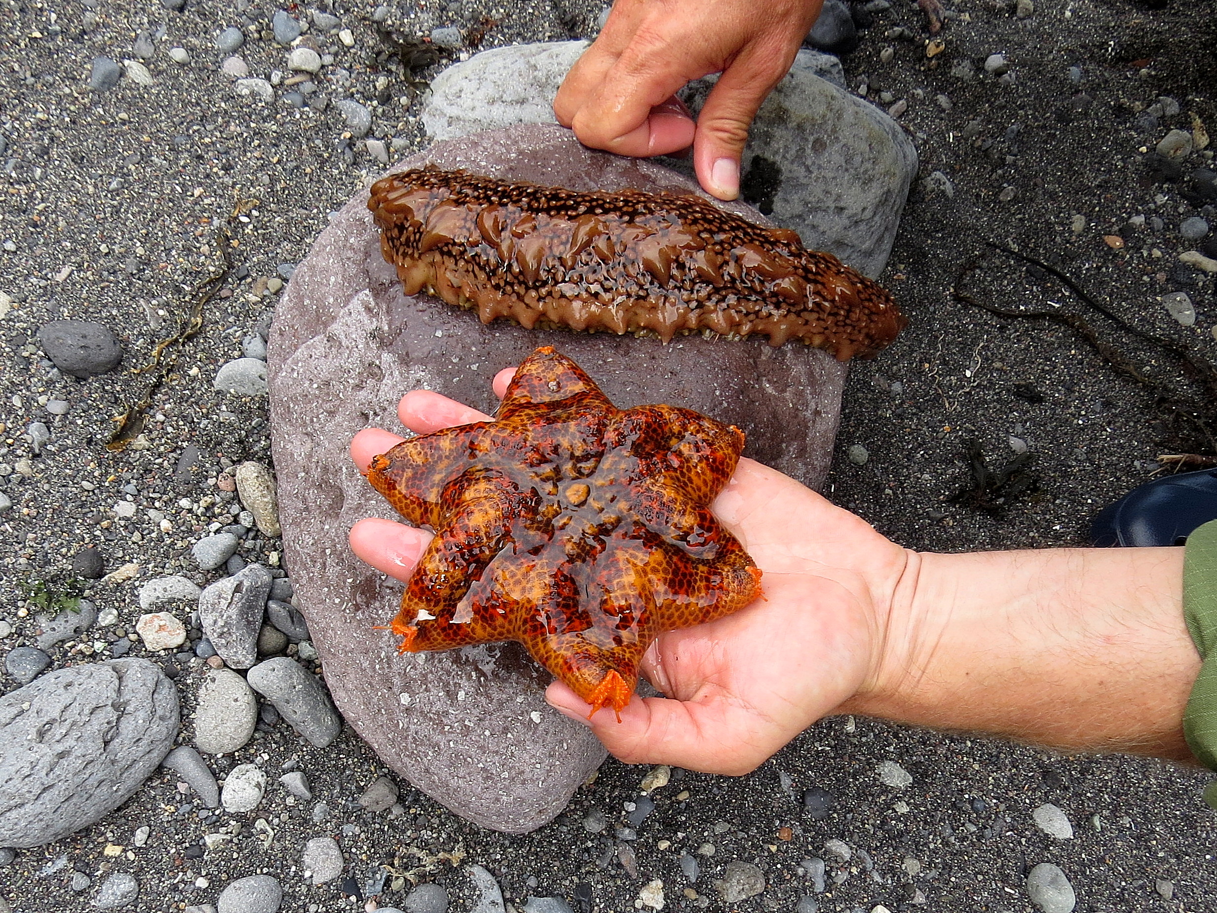 Цветущий Итуруп (21/61)