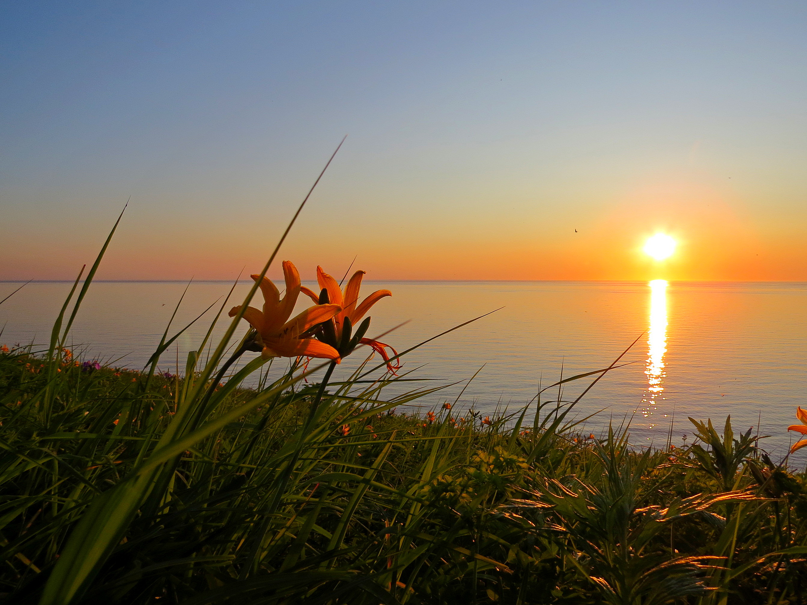 Цветущий Итуруп (12/61)