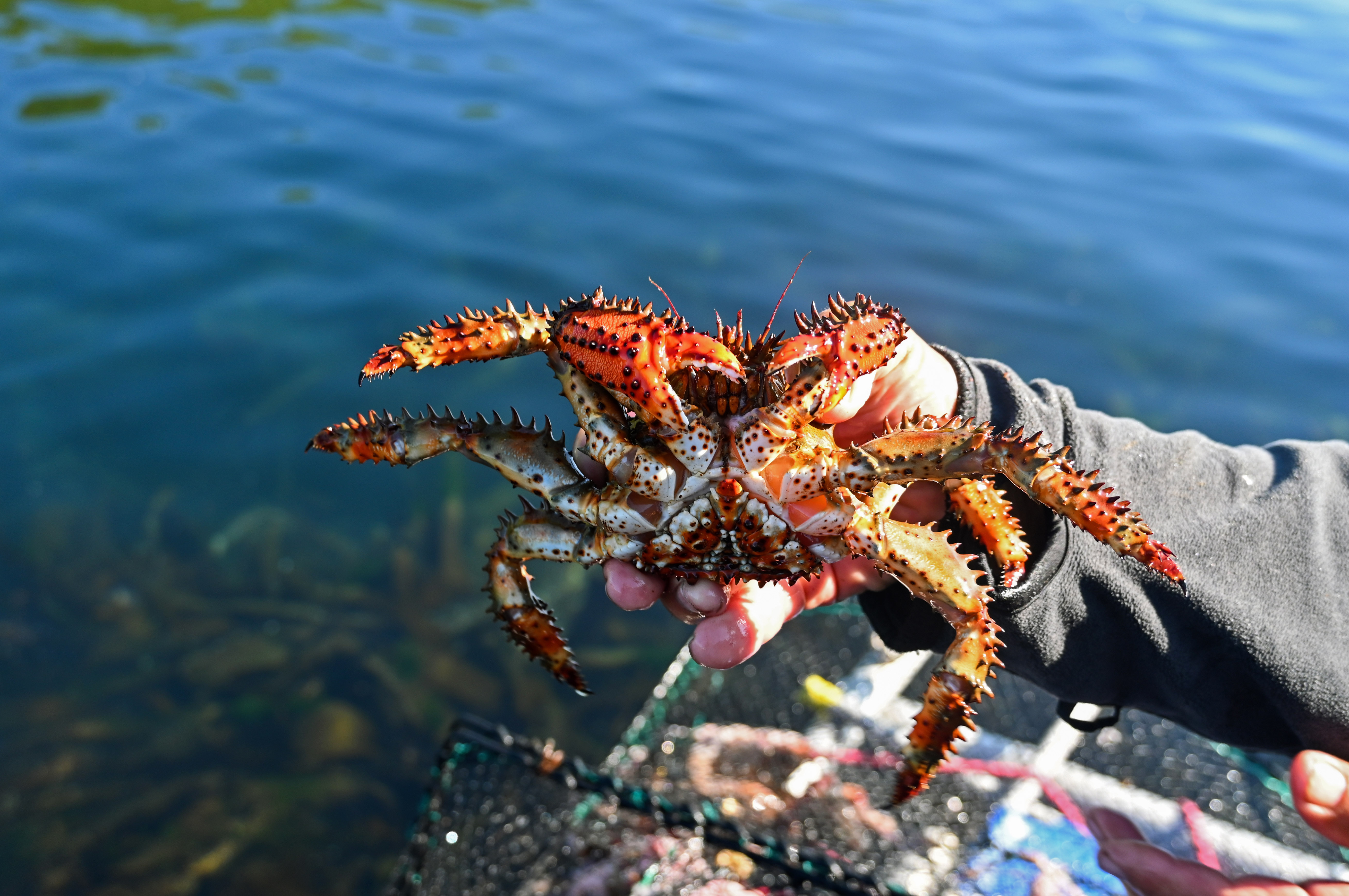 Цветущий Итуруп (15/61)