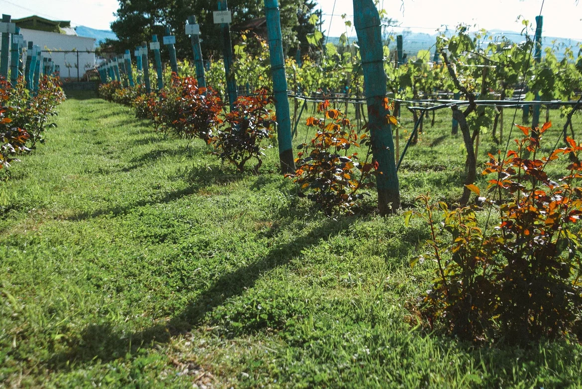 Путешествие в Грузию: Тбилиси, Казбек, Кахетия (14/34)