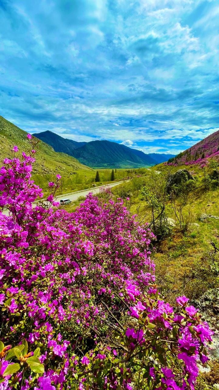 Цветение Маральника: тур на 4 дня