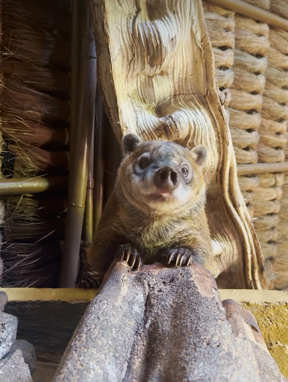 Самый высокий в мире водопад - Анхель (Национальный парк Канайма) индивидуально (7/30)
