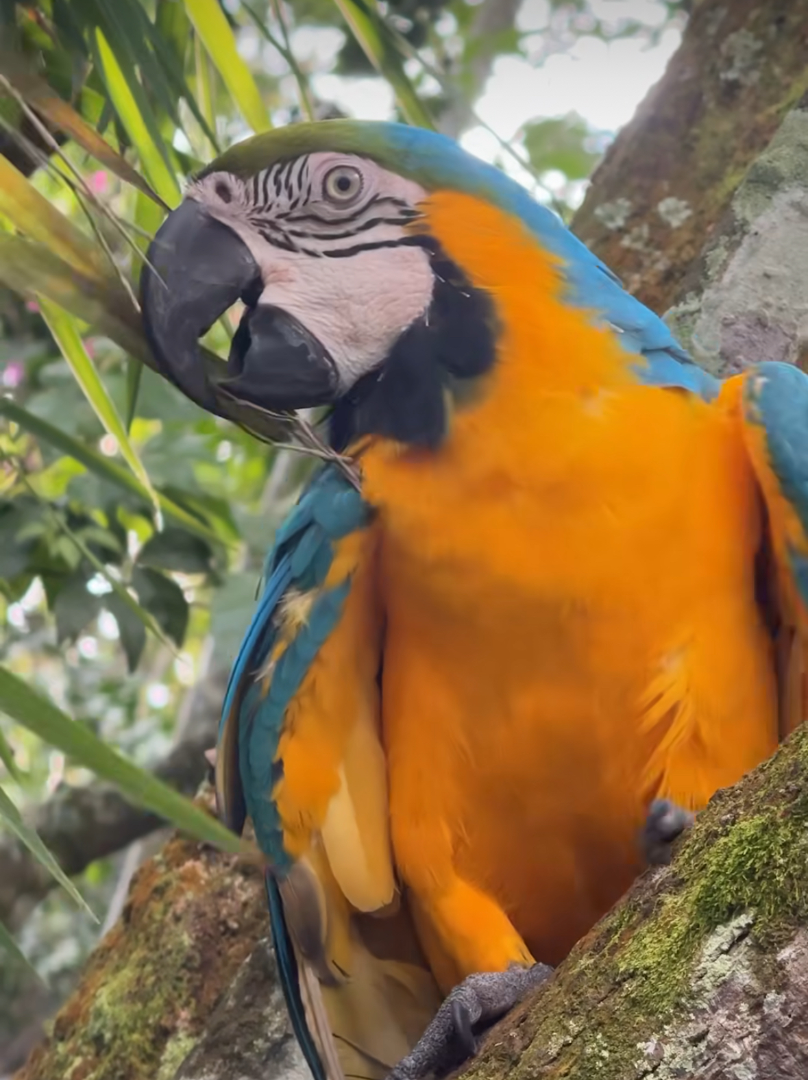 Самый высокий в мире водопад - Анхель (Национальный парк Канайма) индивидуально (9/30)