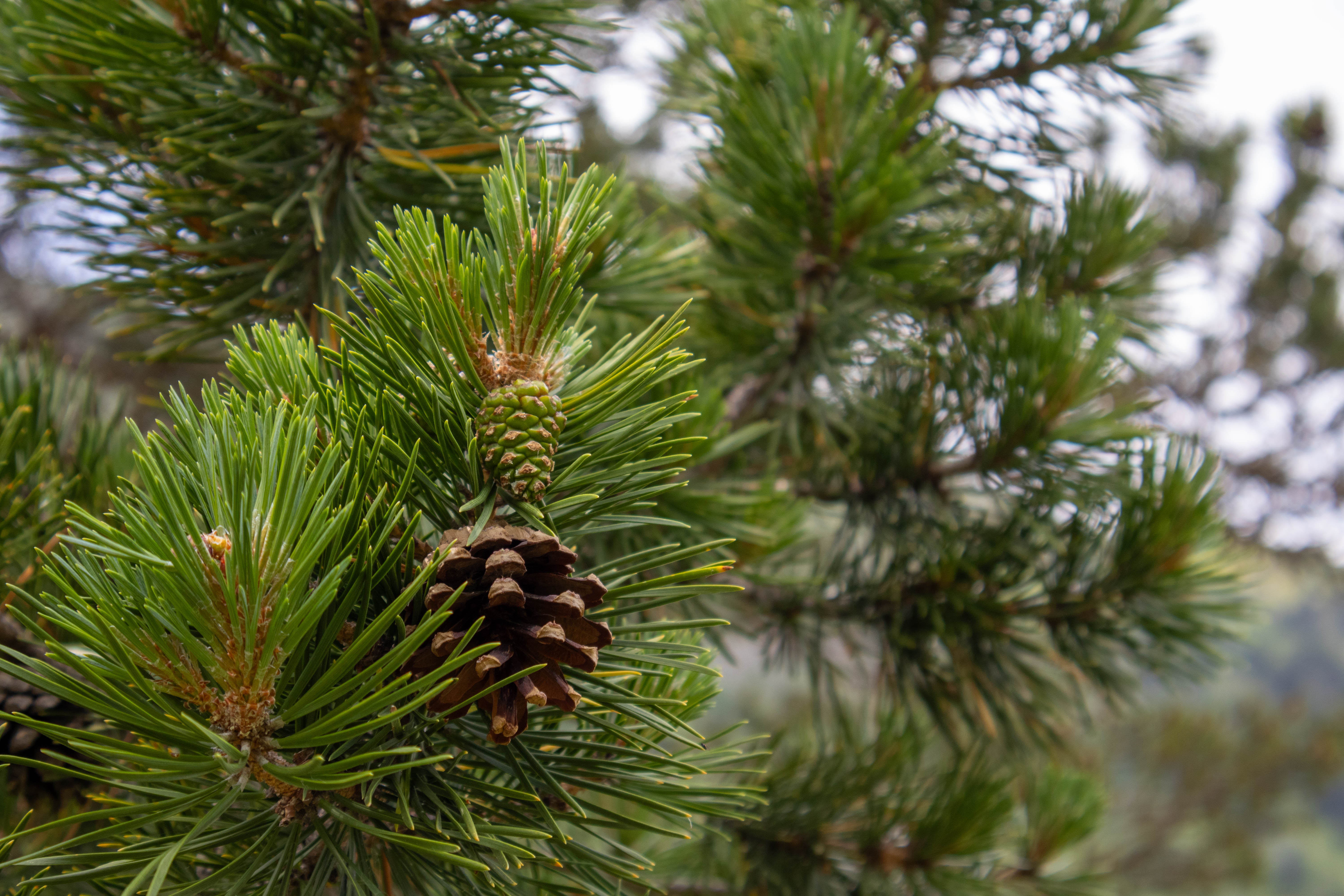 Приэльбрусье - царство горных панорам (19/37)