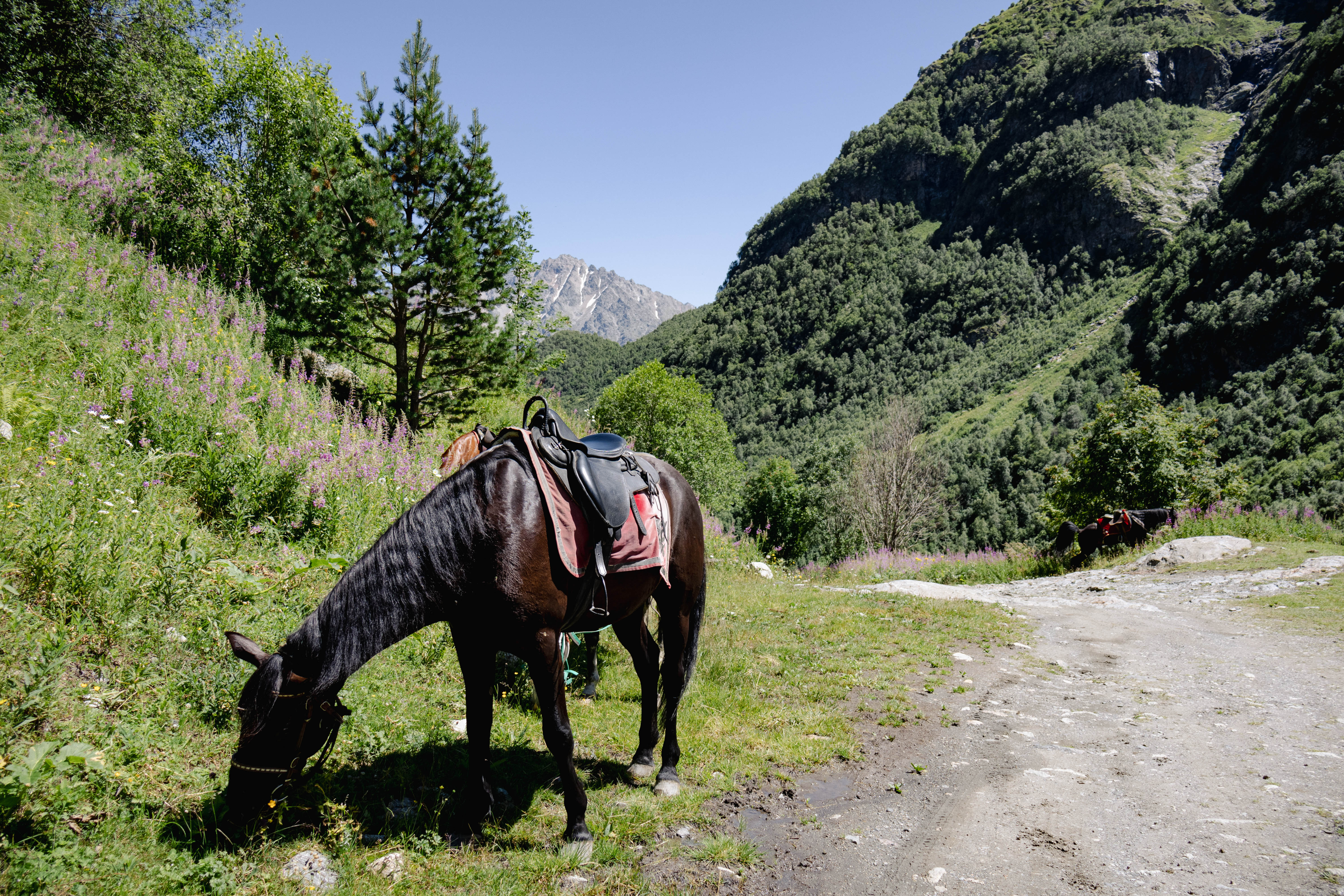 Северная Осетия. Дигорское ущелье. Гостевой дом (30/31)