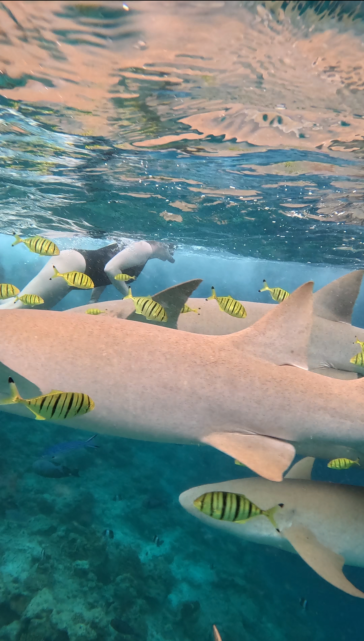 За мечтой на Мальдивы! - яркий тур на райские острова (7/48)