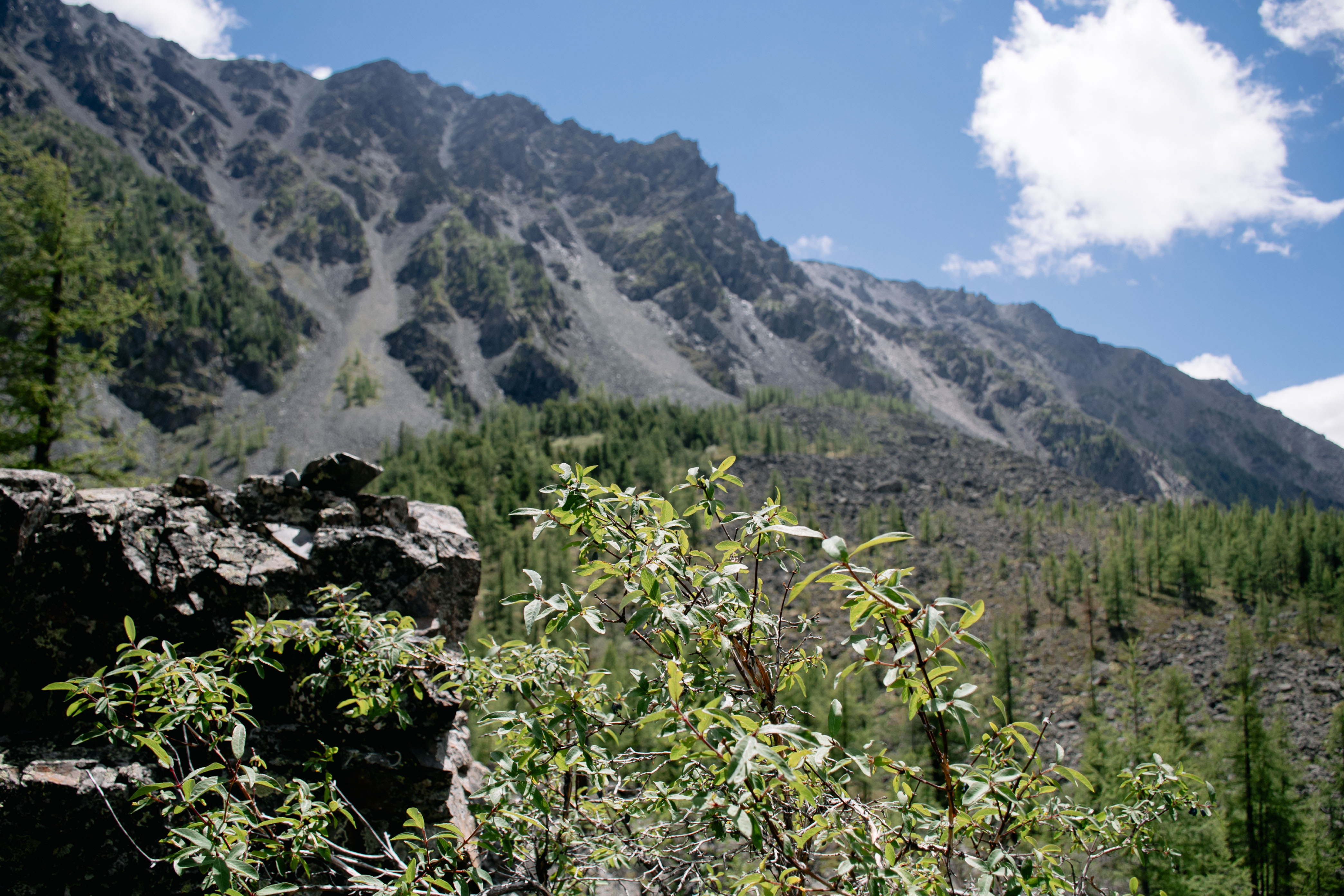 Актив-тур: конные прогулки, трекинг, Чуйский тракт! (35/63)