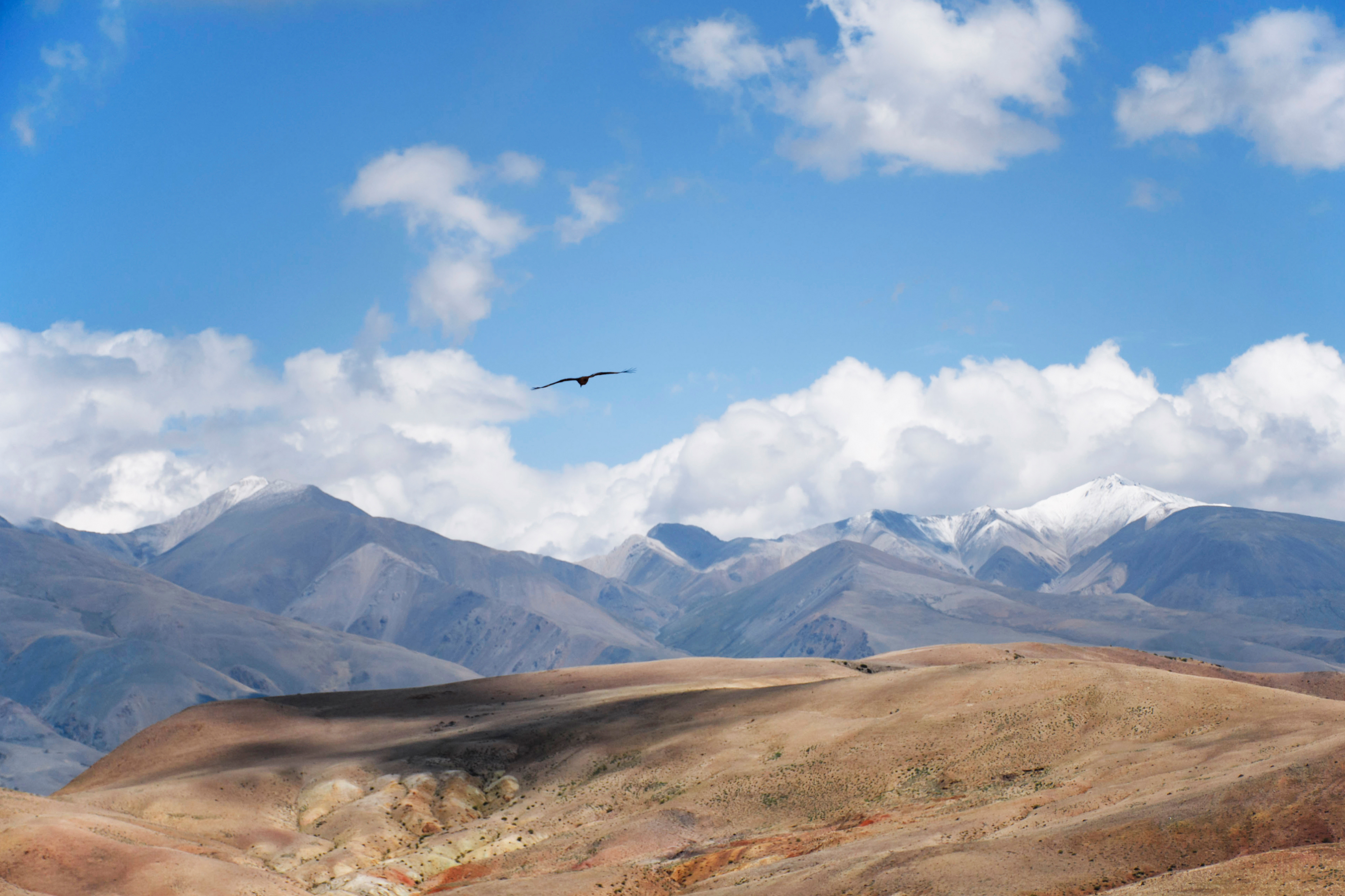 Актив-тур: конные прогулки, трекинг, Чуйский тракт! (21/63)