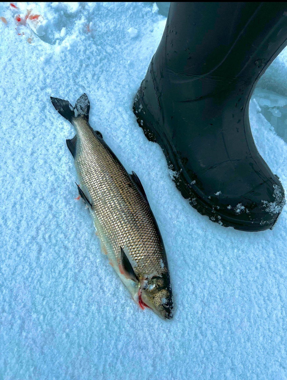 Трофеи Белого моря. Рыболовный тур по Терскому берегу (7/33)